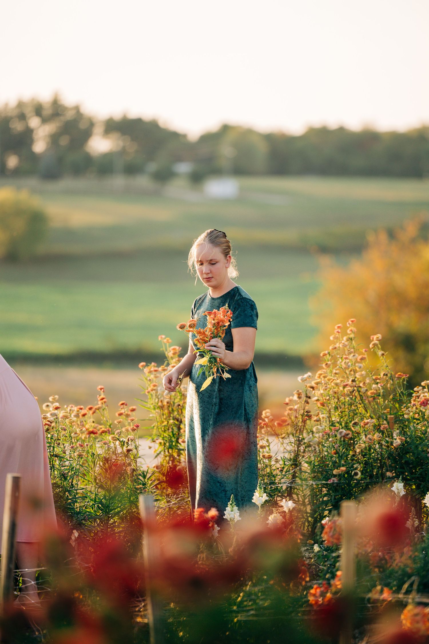 Garden scene with flowers being harvested at sunset in flowering field.