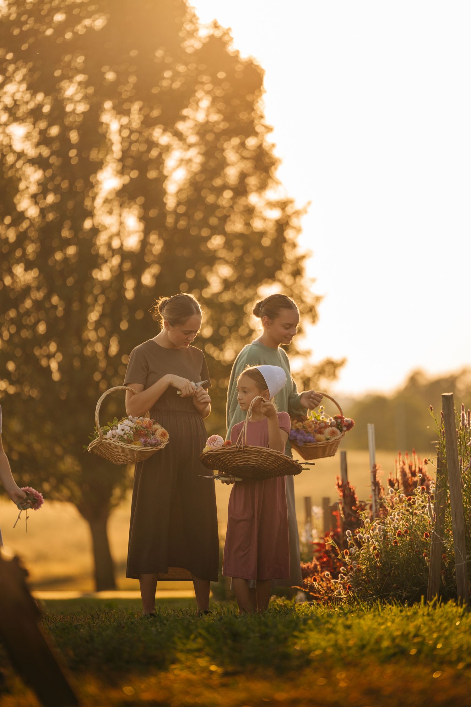 People gathering fresh produce in baskets during a golden sunset in a rural garden setting.