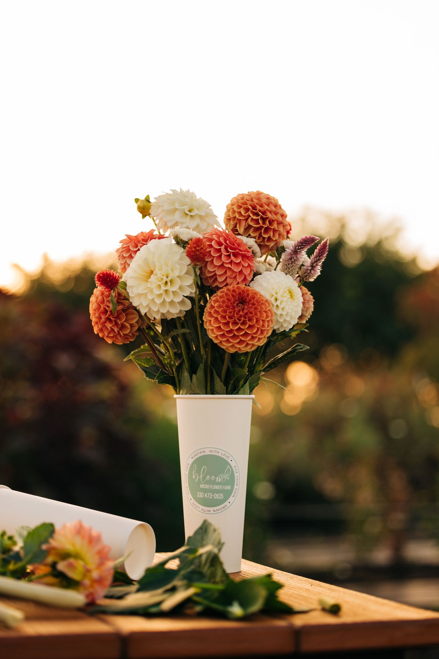 Beautiful dahlia flowers in orange and cream colors arranged in a white vase against a sunset bokeh background.