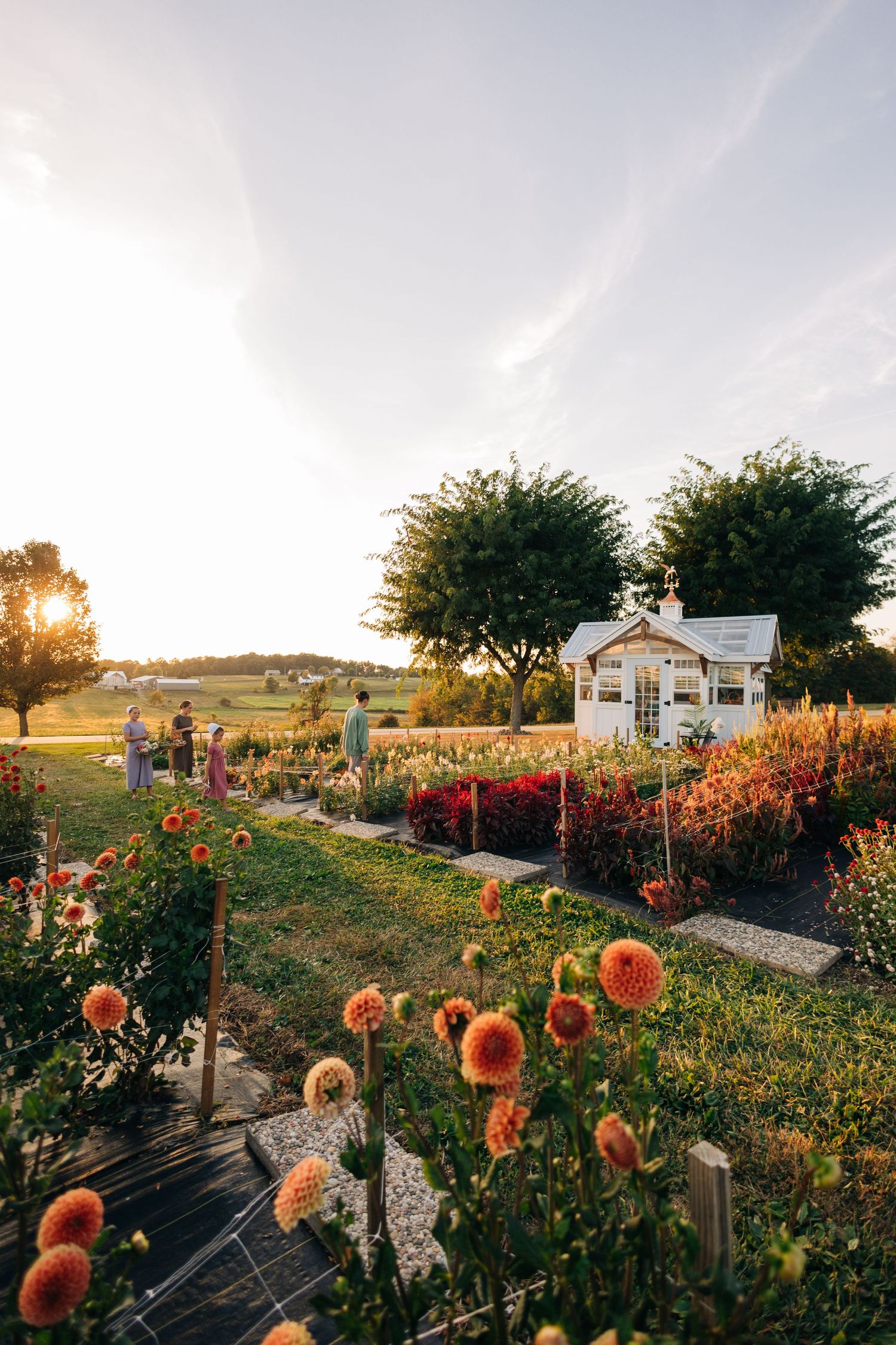Charming white garden shed surrounded by colorful flower beds and blooming dahlias at sunset.