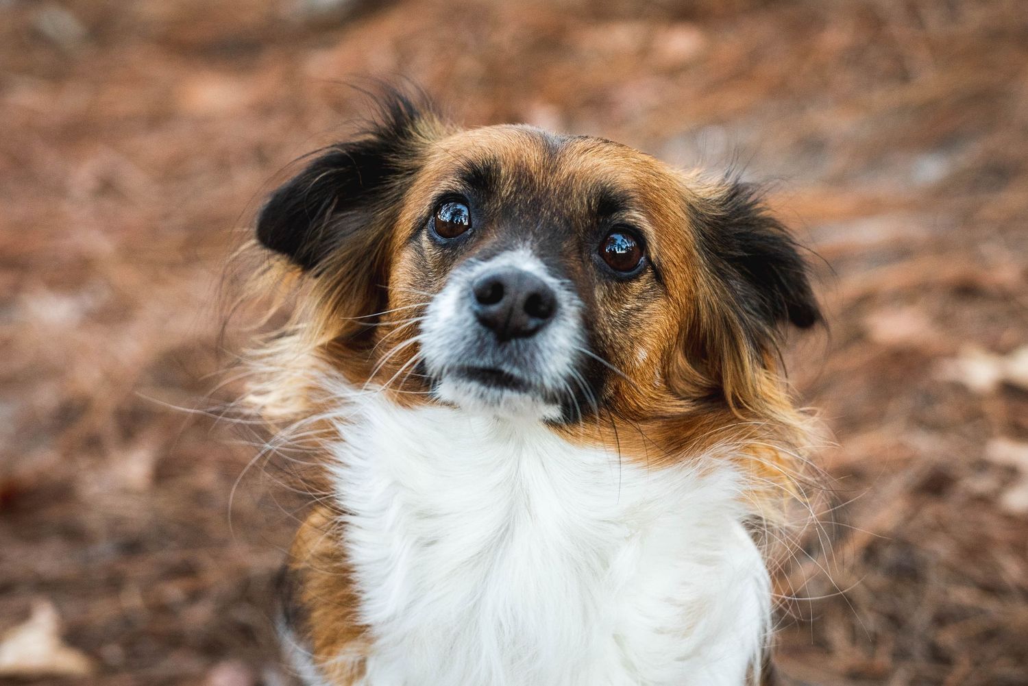 Close up photo of a dog.  Photoshoot with a dog.  Family photos with their dog. Dog photographer.  Clarksville, Tennessee.