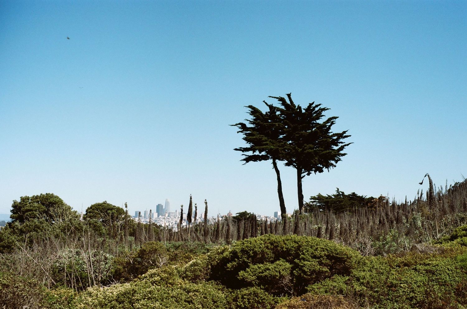 san fransisco tree