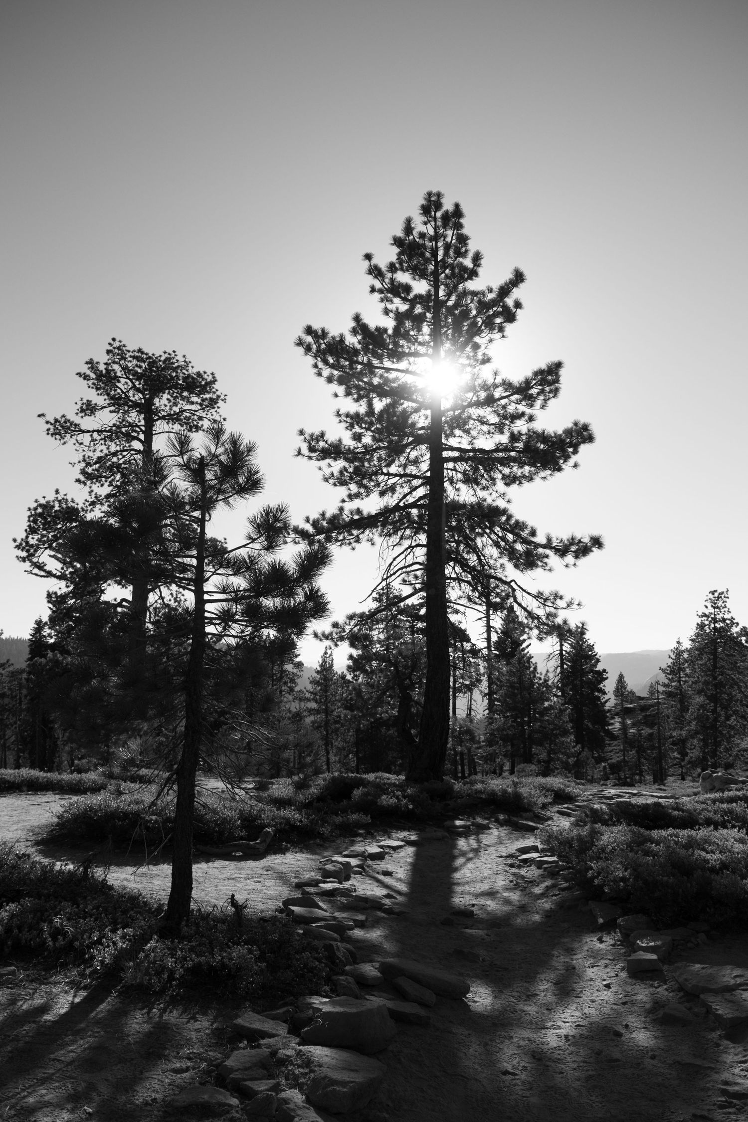 sun through trees