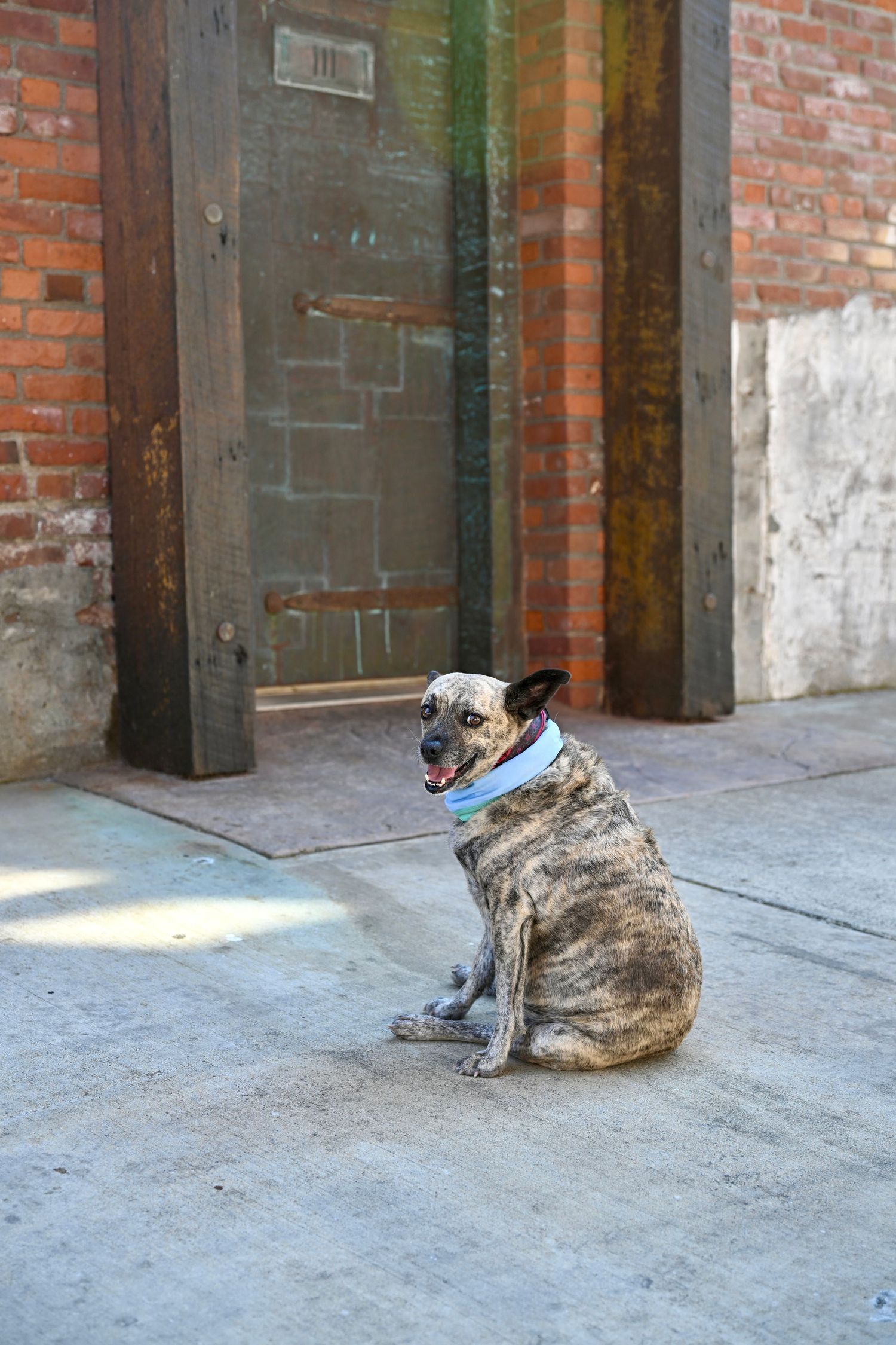 Family portrait session of family dog at private residence on Bainbridge Island. WA.