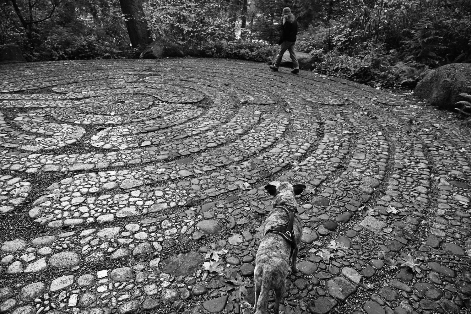 Family portrait session at Halls Hill Lookout and Labyrinth on Bainbridge Island. WA. Family dog.