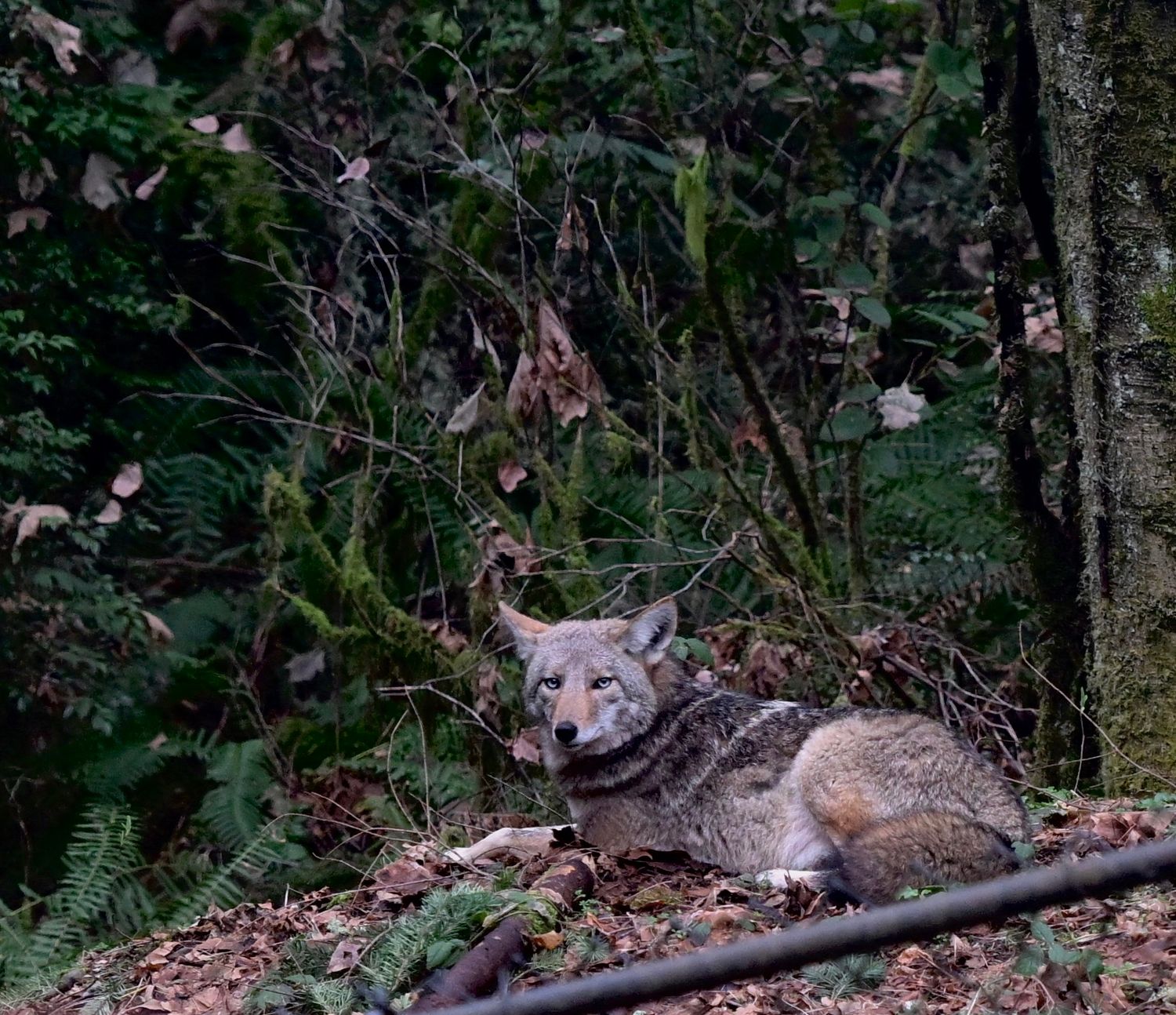 Wildlife photo of coyote watching from a hill on Bainbridge Island, WA>