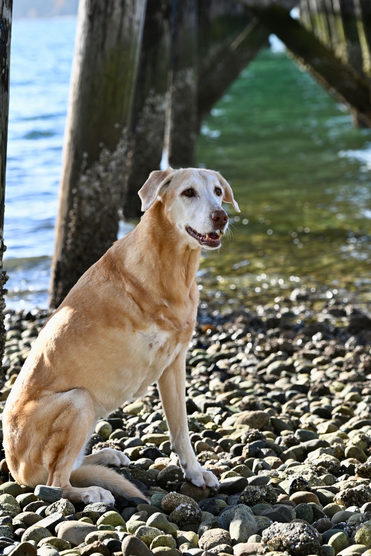 Family portrait session at Point White Pier on Bainbridge Island. WA. Ocean view with lady and her dog.