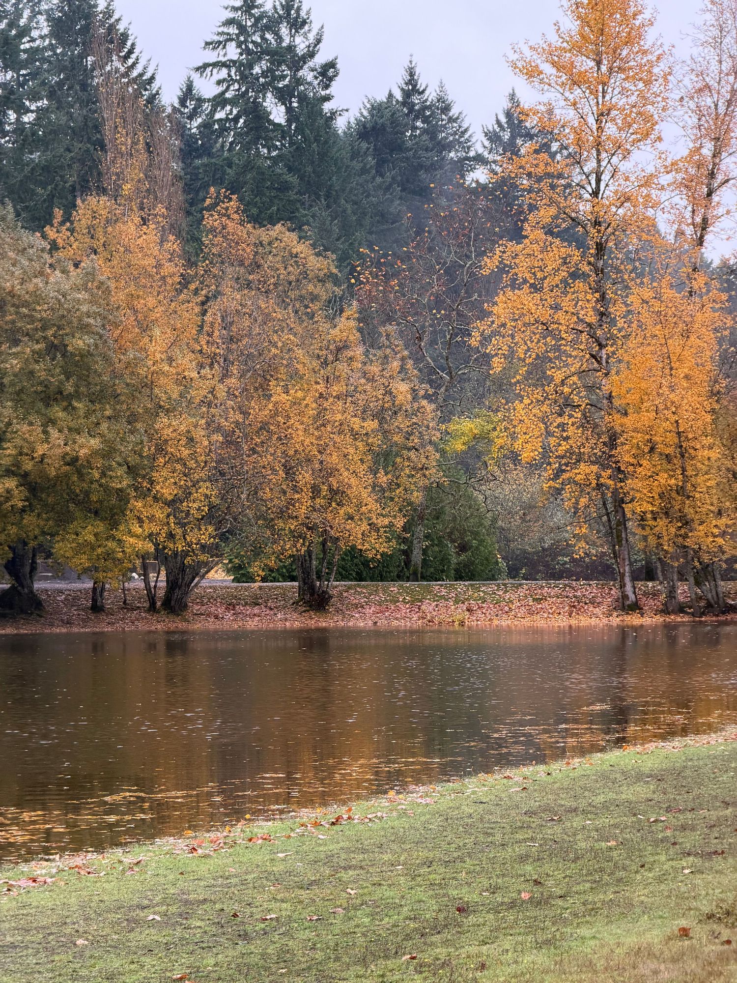 Landscape photo of leaves turning golden in the autumn on Bainbridge Island, WA.