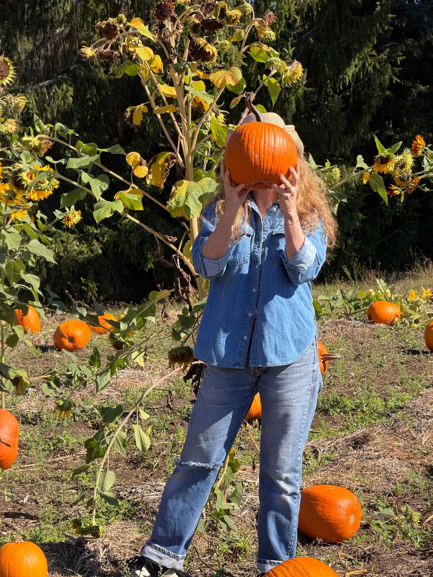Family portrait session at Pumpkin Patch on Bainbridge Island. WA.