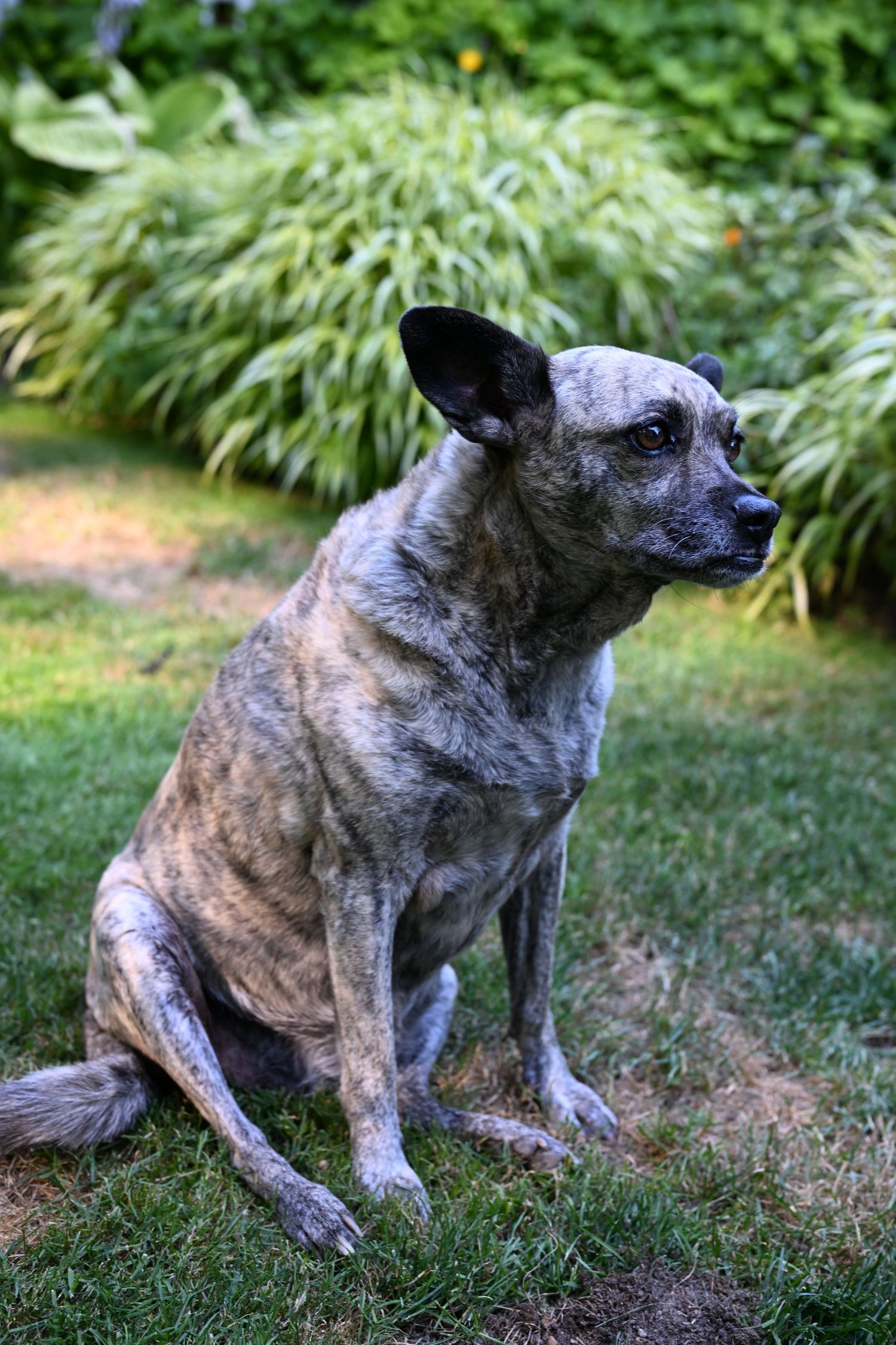 Family portrait session of family dog at private residence on Bainbridge Island. WA.