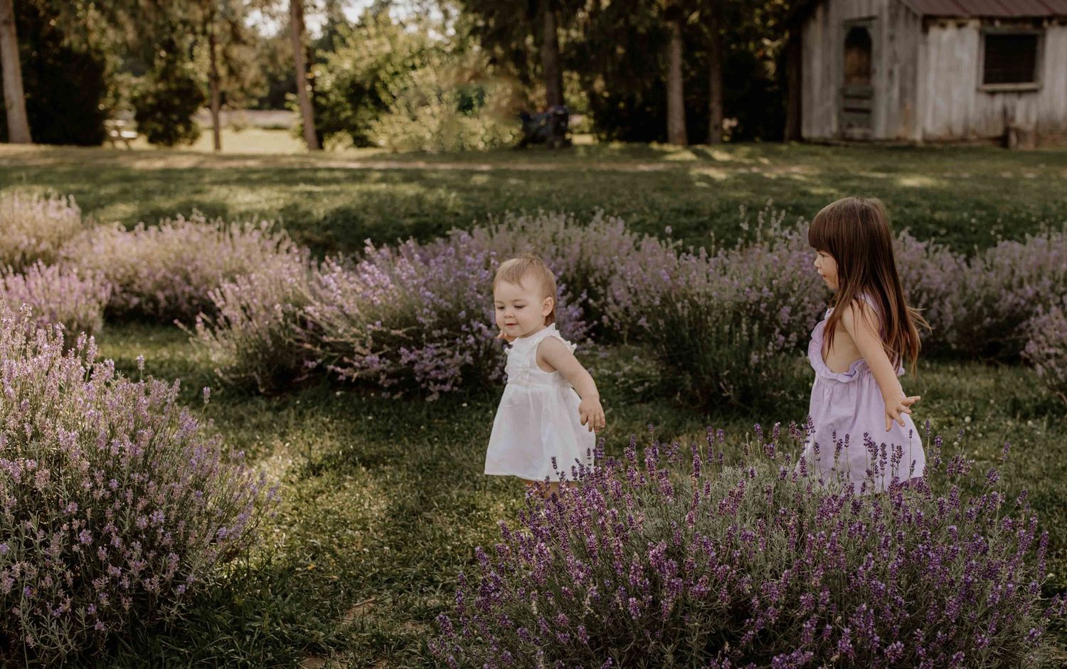 Family photoshoot in field with purple wildflowers and rustic barn in background.
