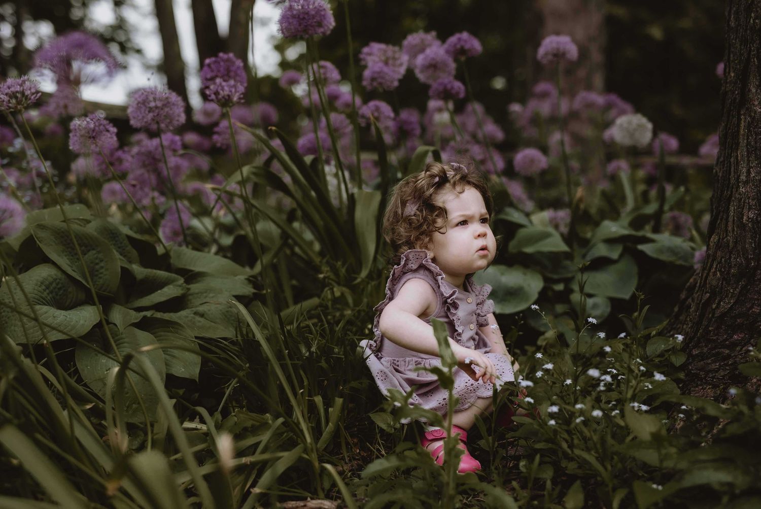 Purple flowers bloom in a garden setting with soft natural lighting.