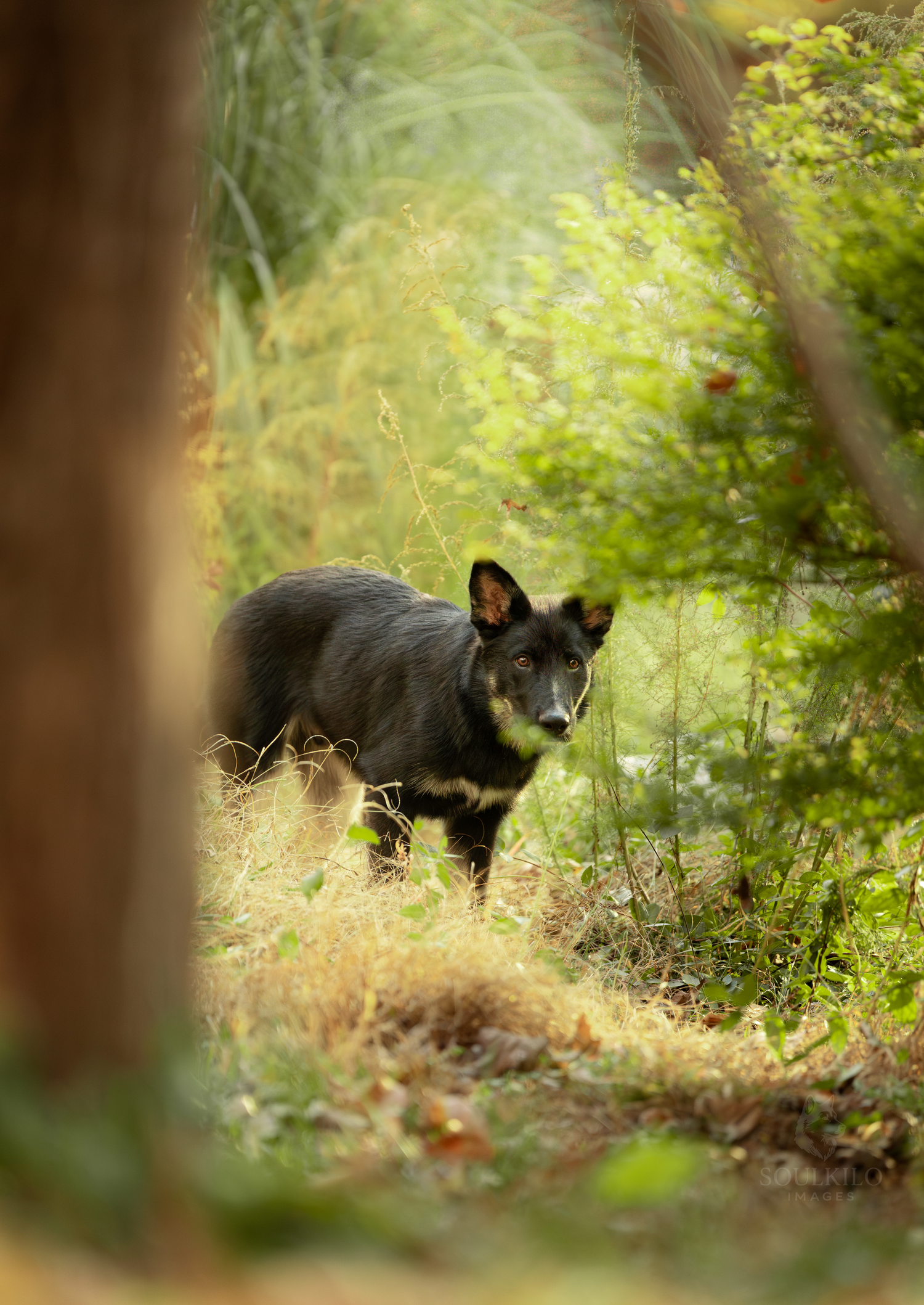 Black Husky German Shepherd mix puppy in foliage