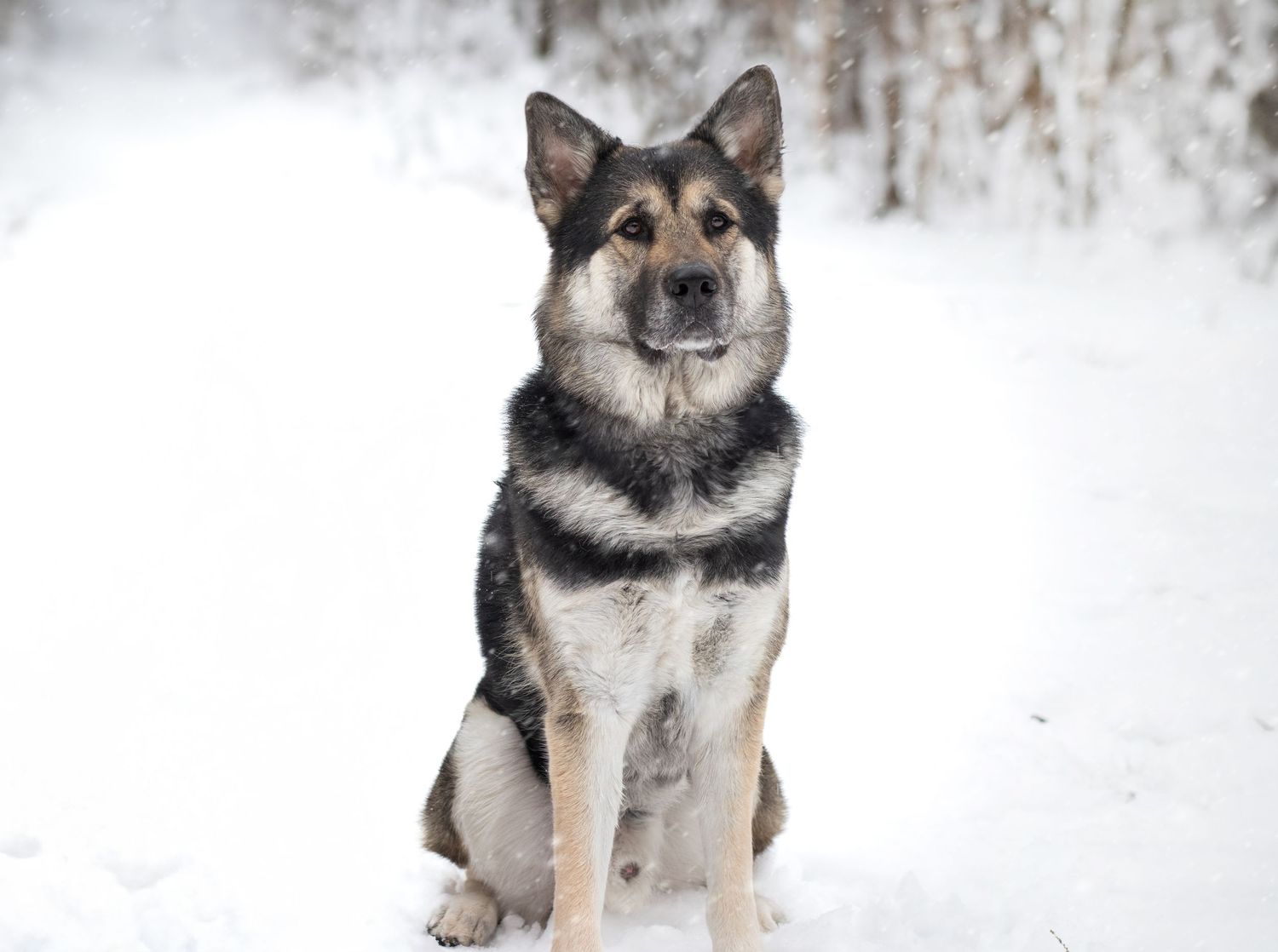 Malamute mix in snow