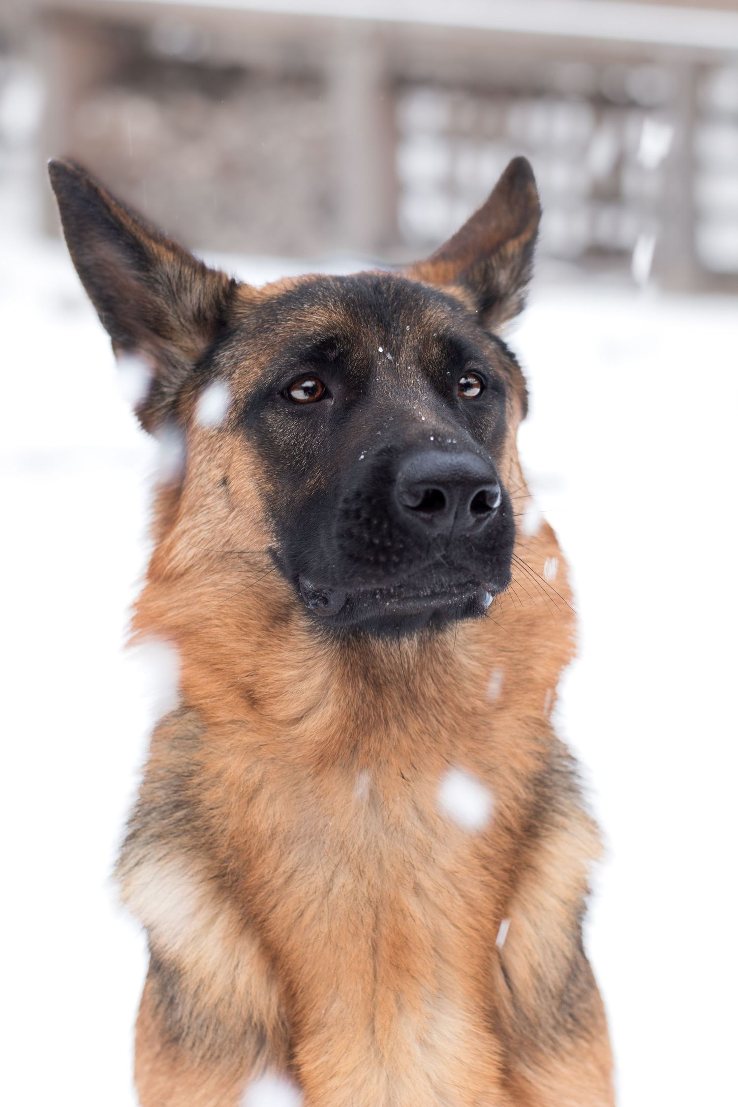 German Shepherd in snow