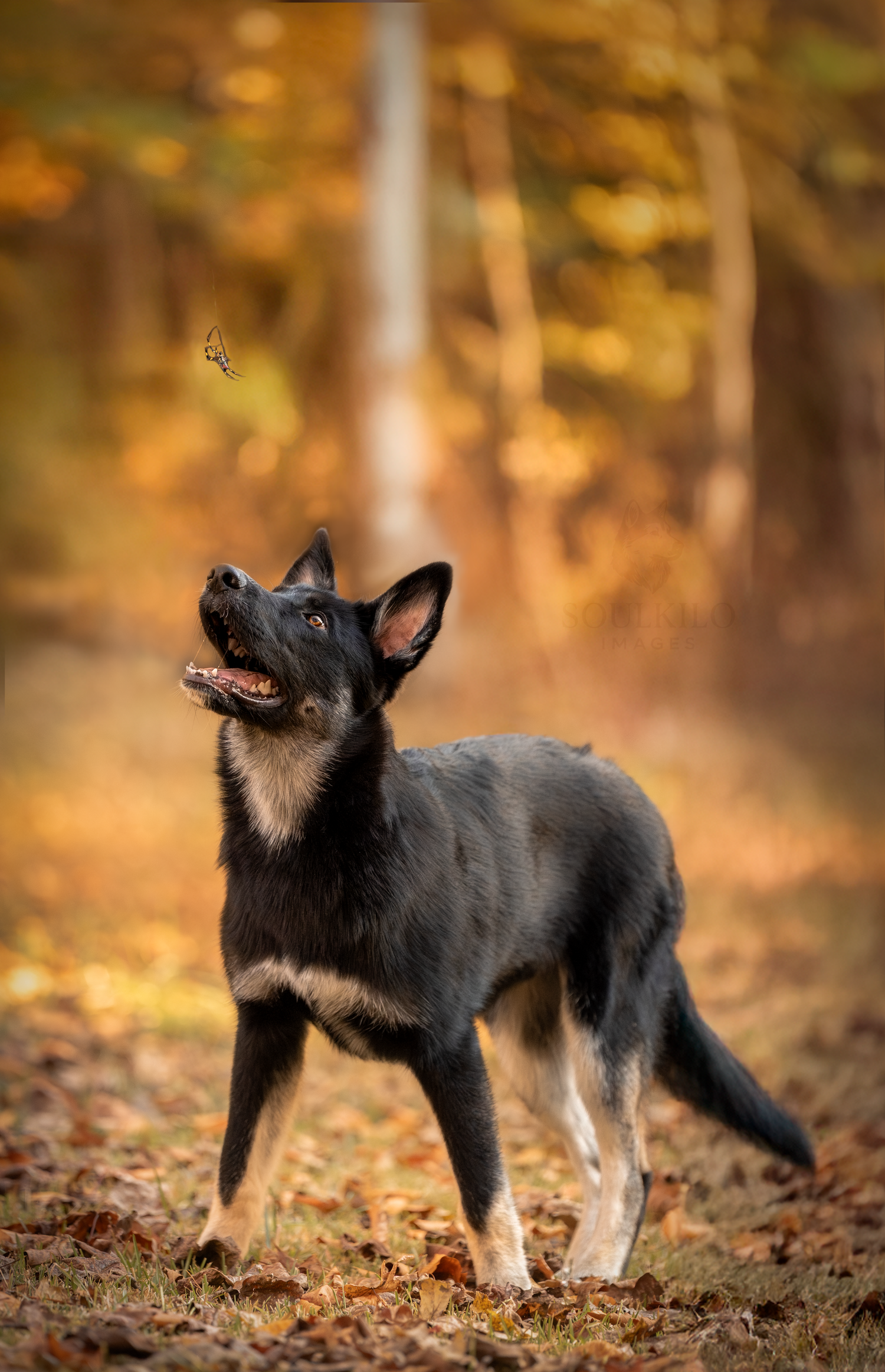 Black Husky German Shepherd mix puppy watching a joro spider
