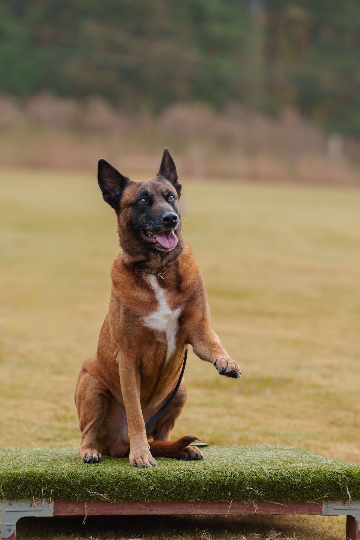 Older malinois sitting and waving with his paw
