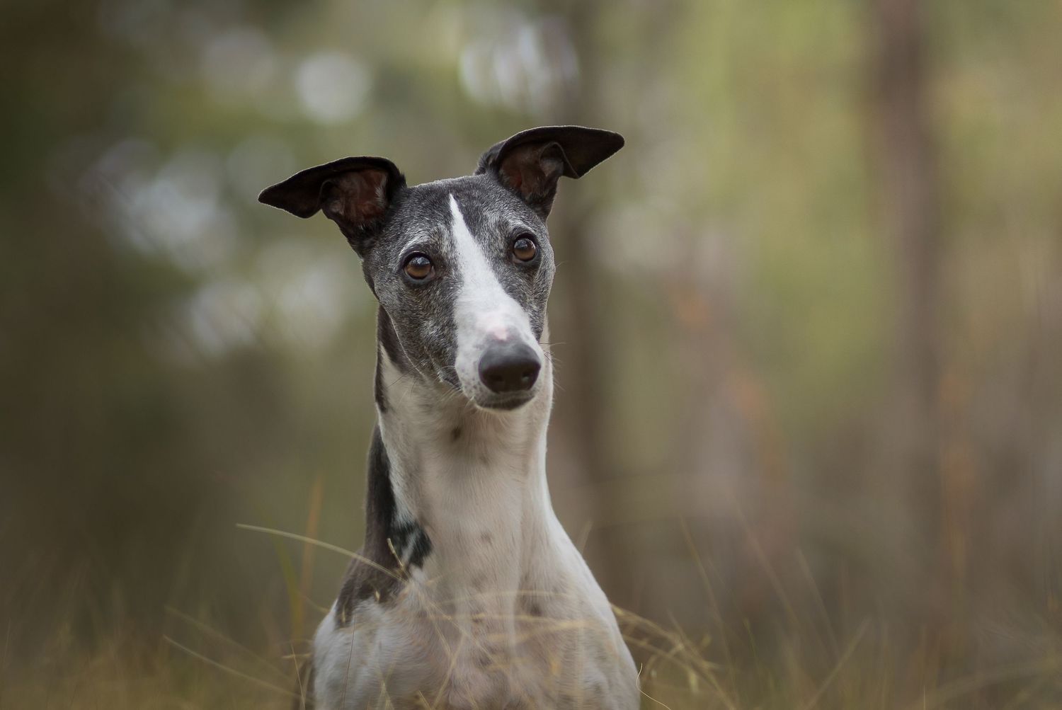 Close up whippet dog