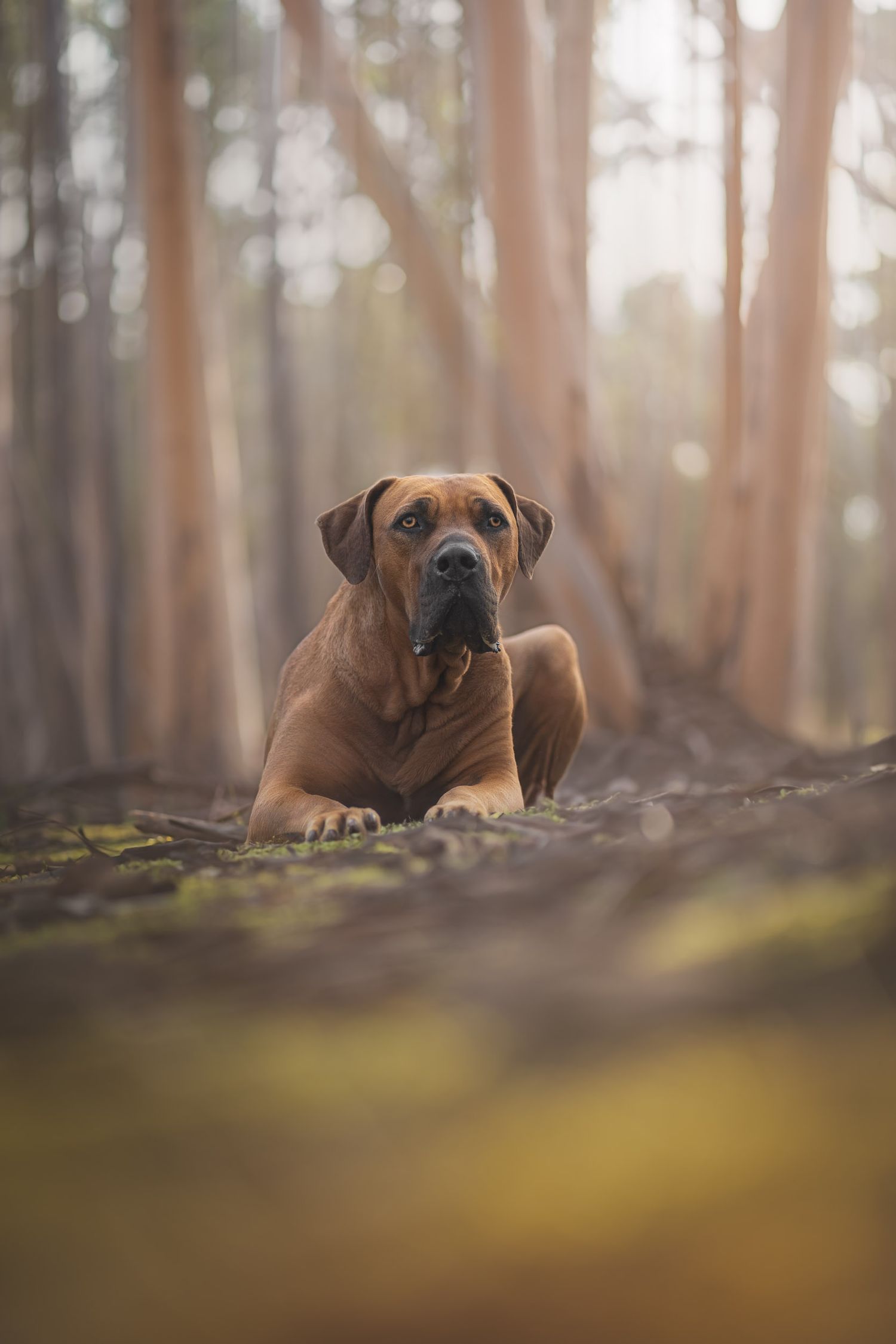 A majestic Rhodesian Ridgeback dog resting in a misty forest, gazing at the camera with a calm and noble expression.