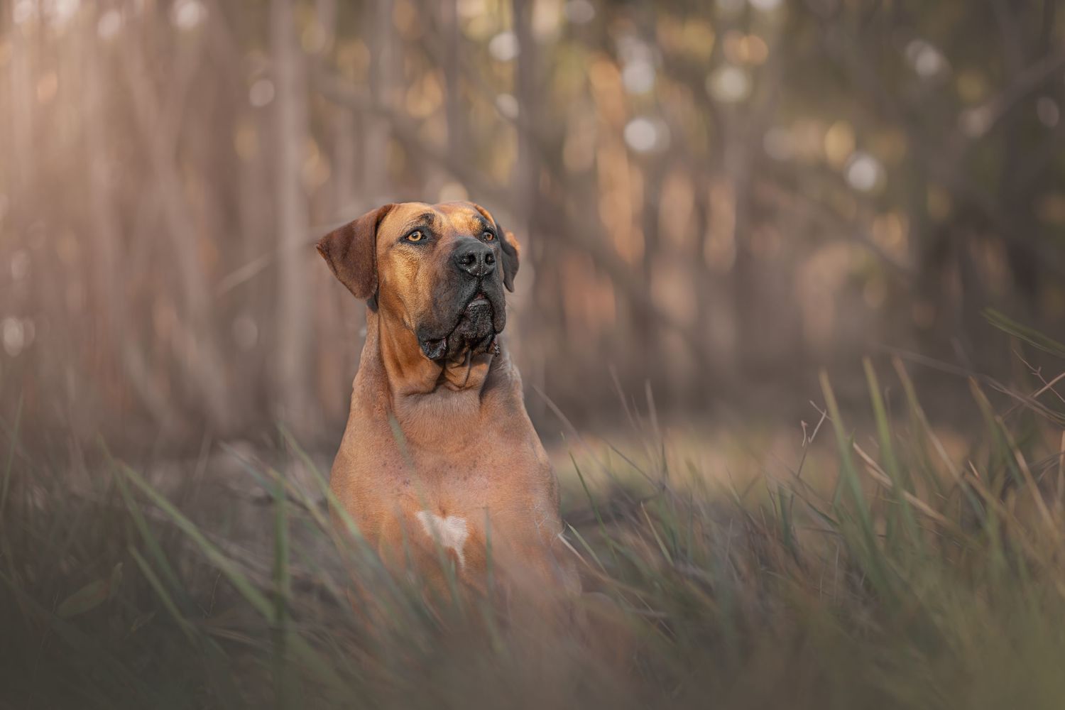 A majestic Rhodesian Ridgeback dog sitting in tall grass with soft bokeh forest background in warm golden light.