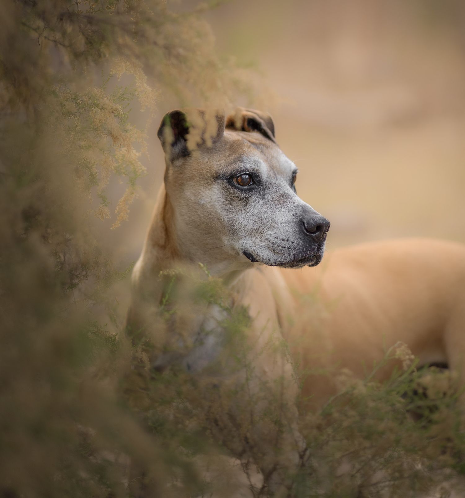 An elderly dog photography session, looking alert in a natural outdoor setting.