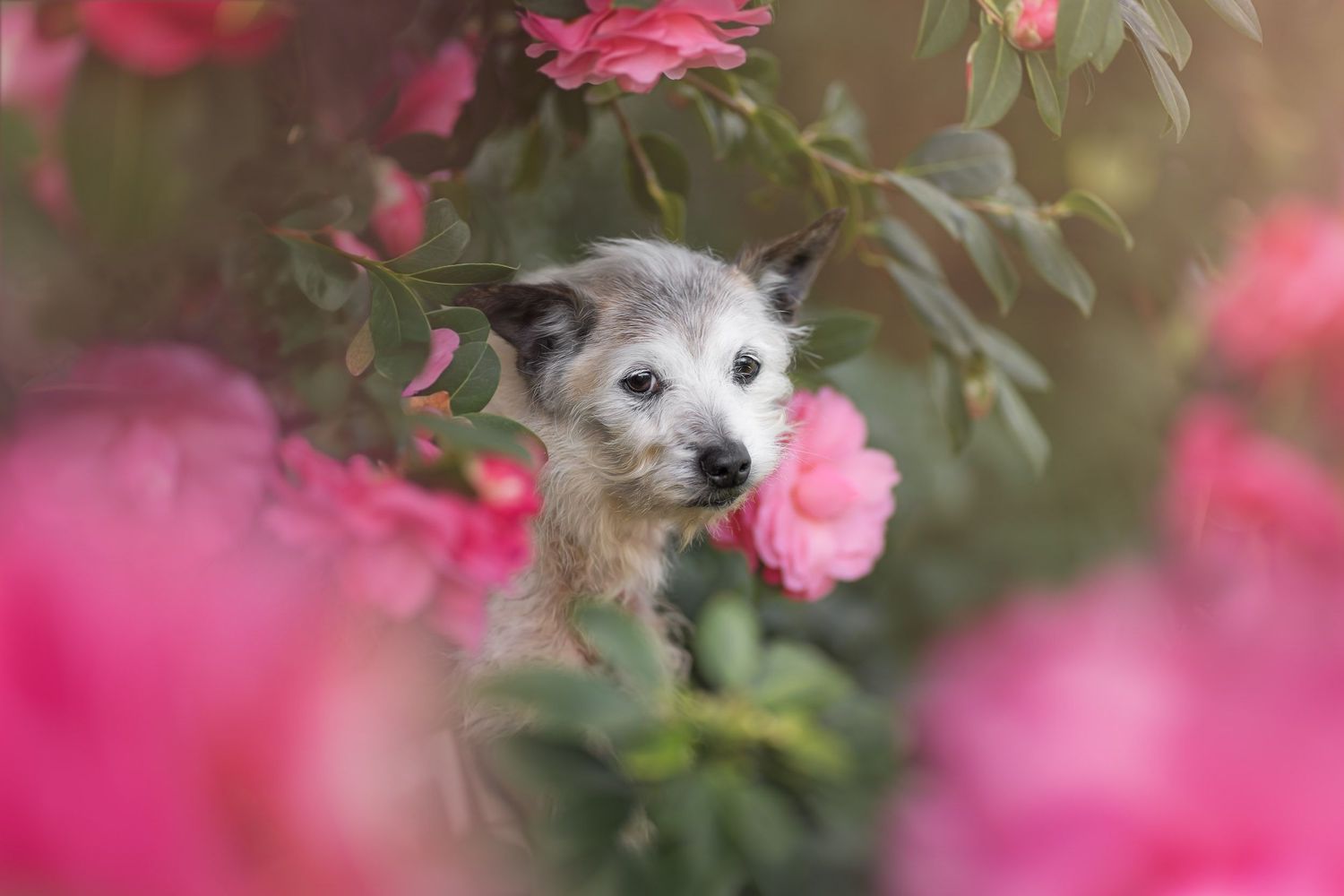A fluffy puppy peers curiously through vibrant pink roses and green foliage in a dreamy garden setting.