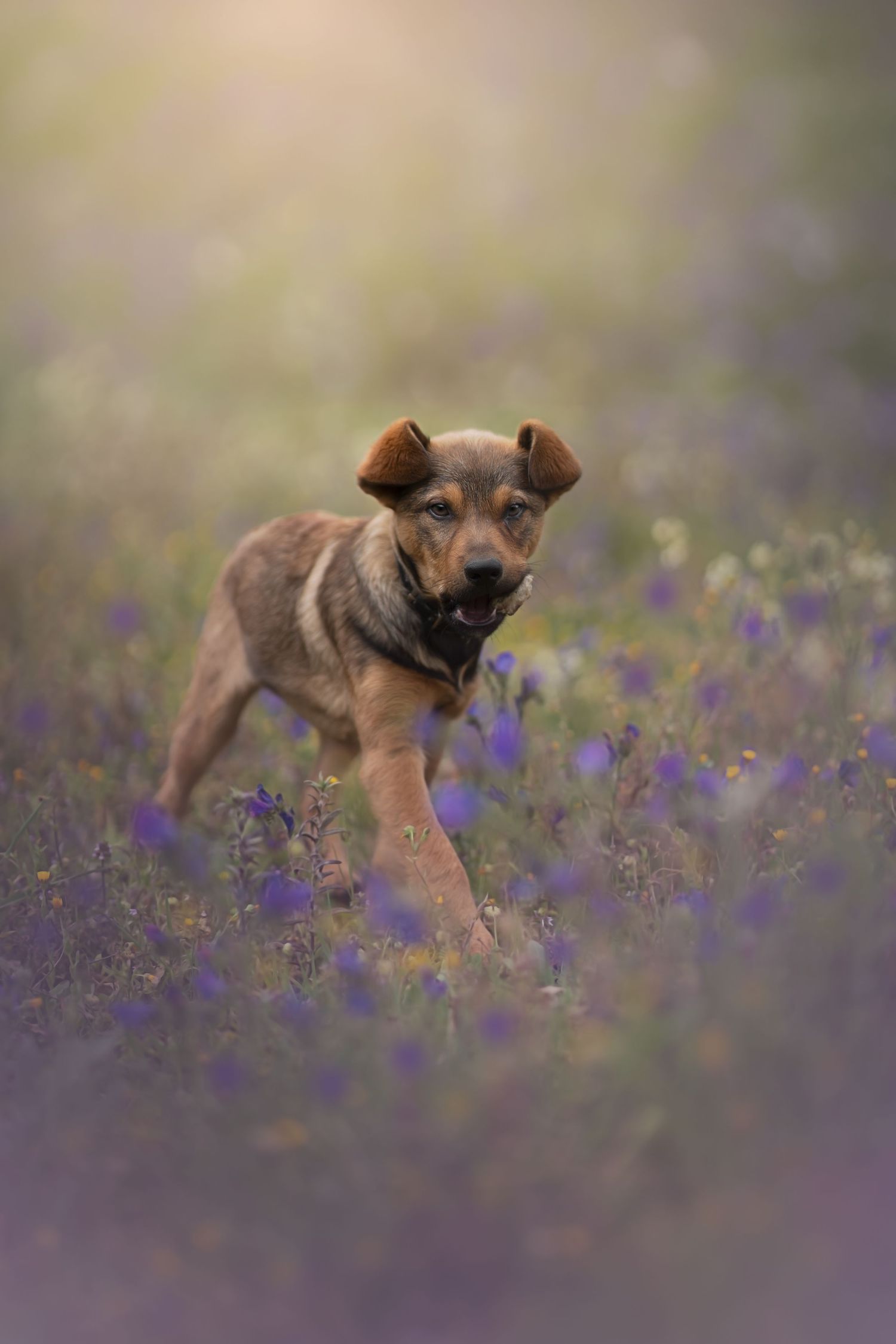 Puppy dog photography within wildflowers