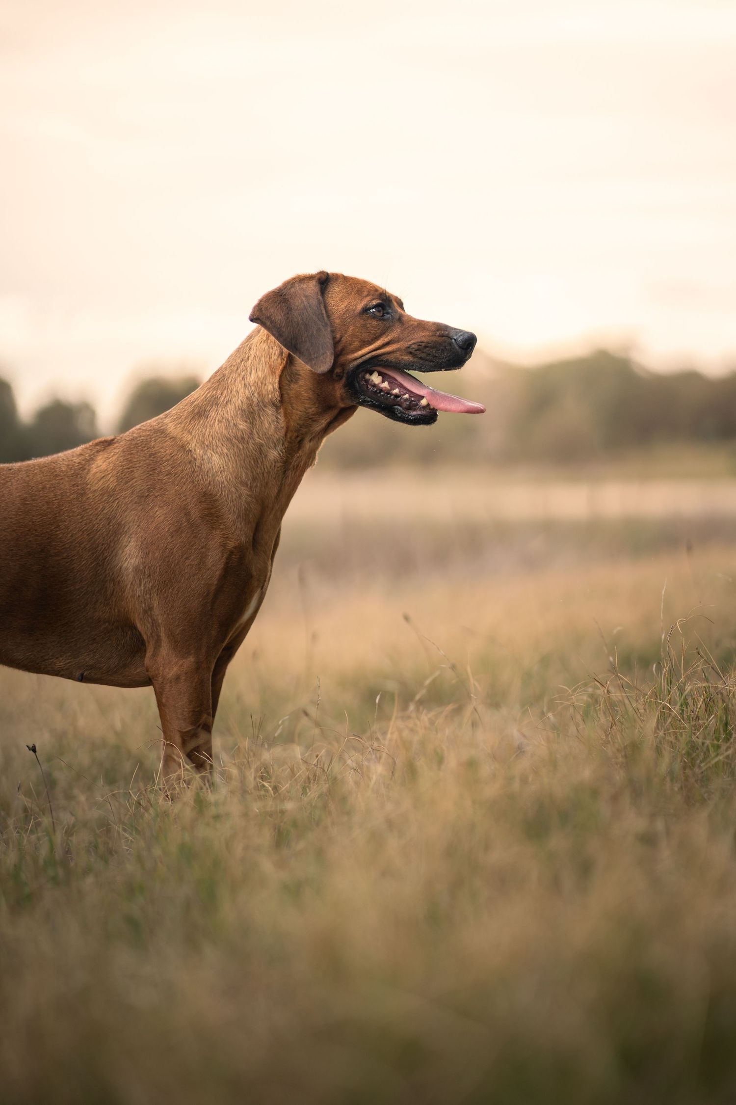 Rhodesian Ridgeback fine art photography with sunset