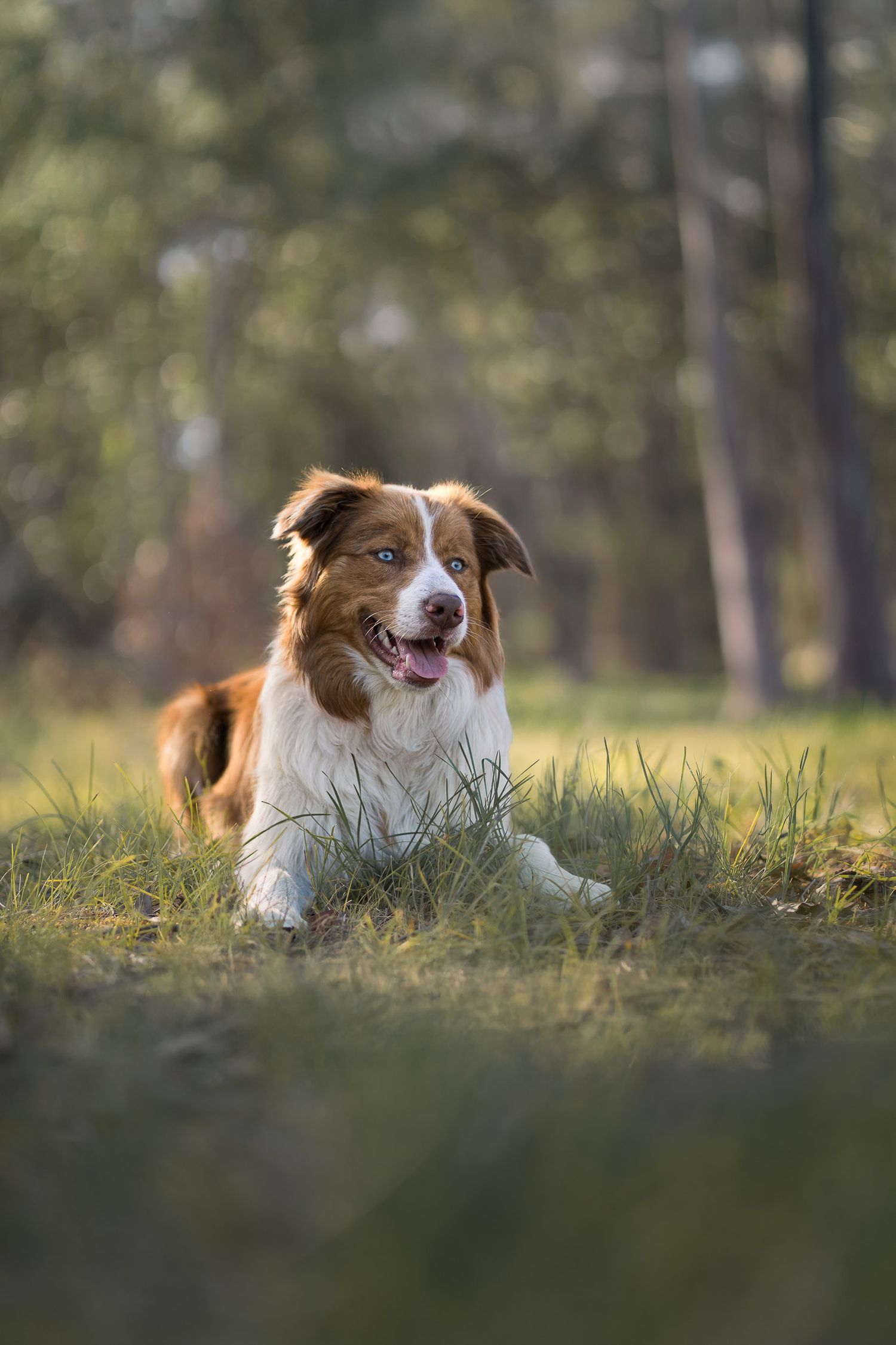 A happy brown and white Australian Shepherd with blue eyes lying in green grass in a sunlit forest.