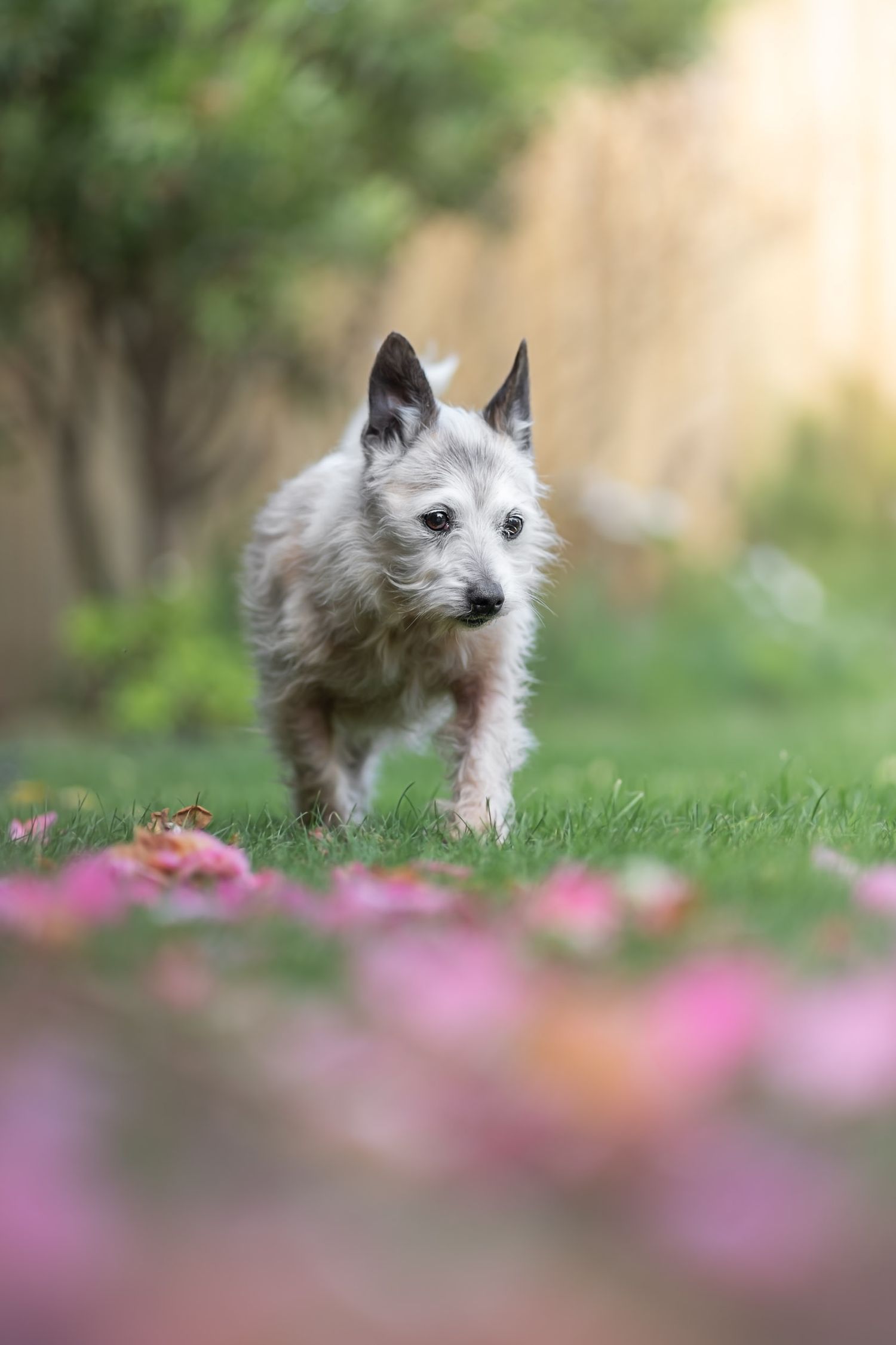 A small white terrier dog running through lush green grass with pink flowers in the foreground in a park in Geelong