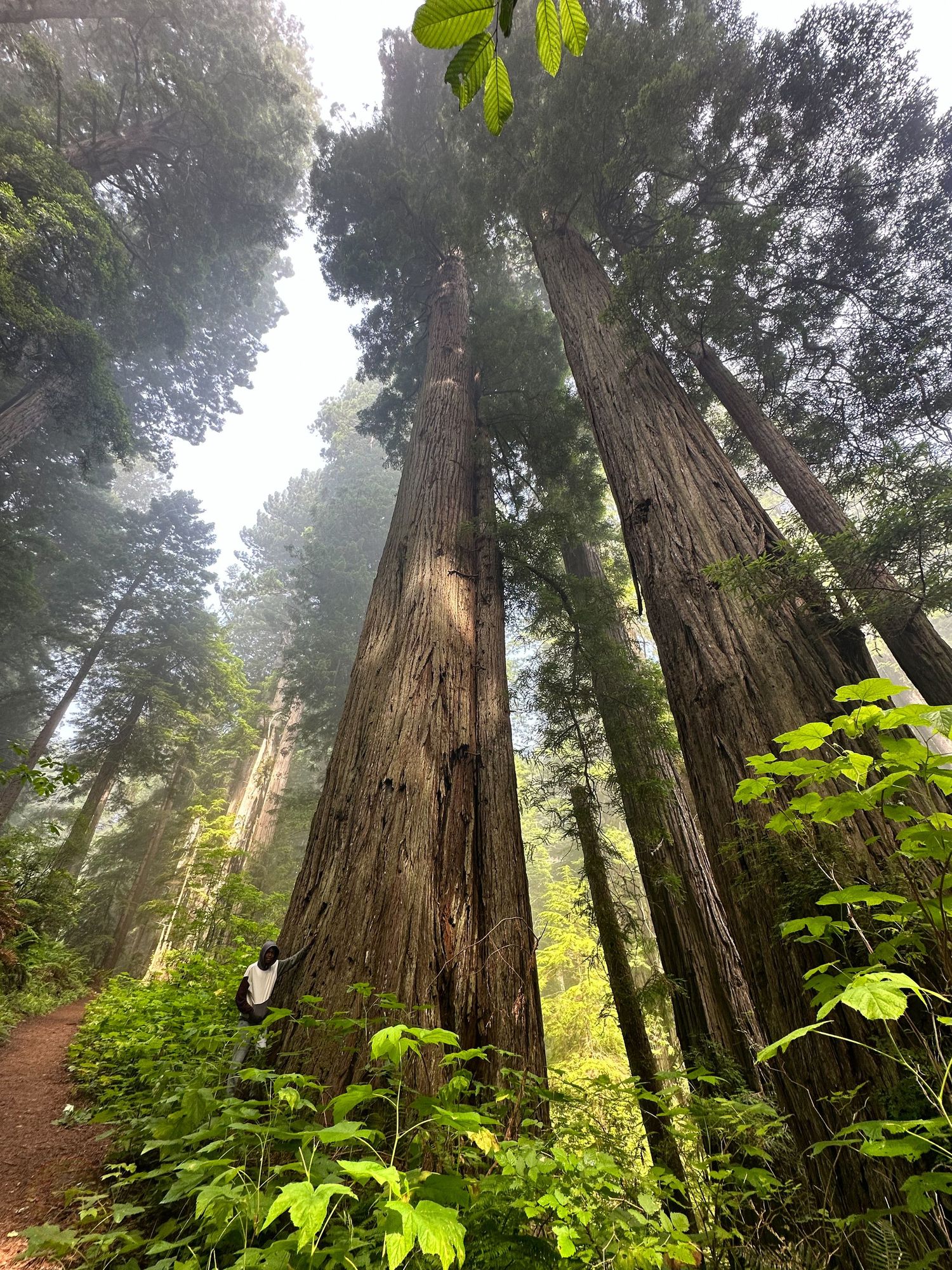Majestic redwood trees towering in misty forest with green foliage.