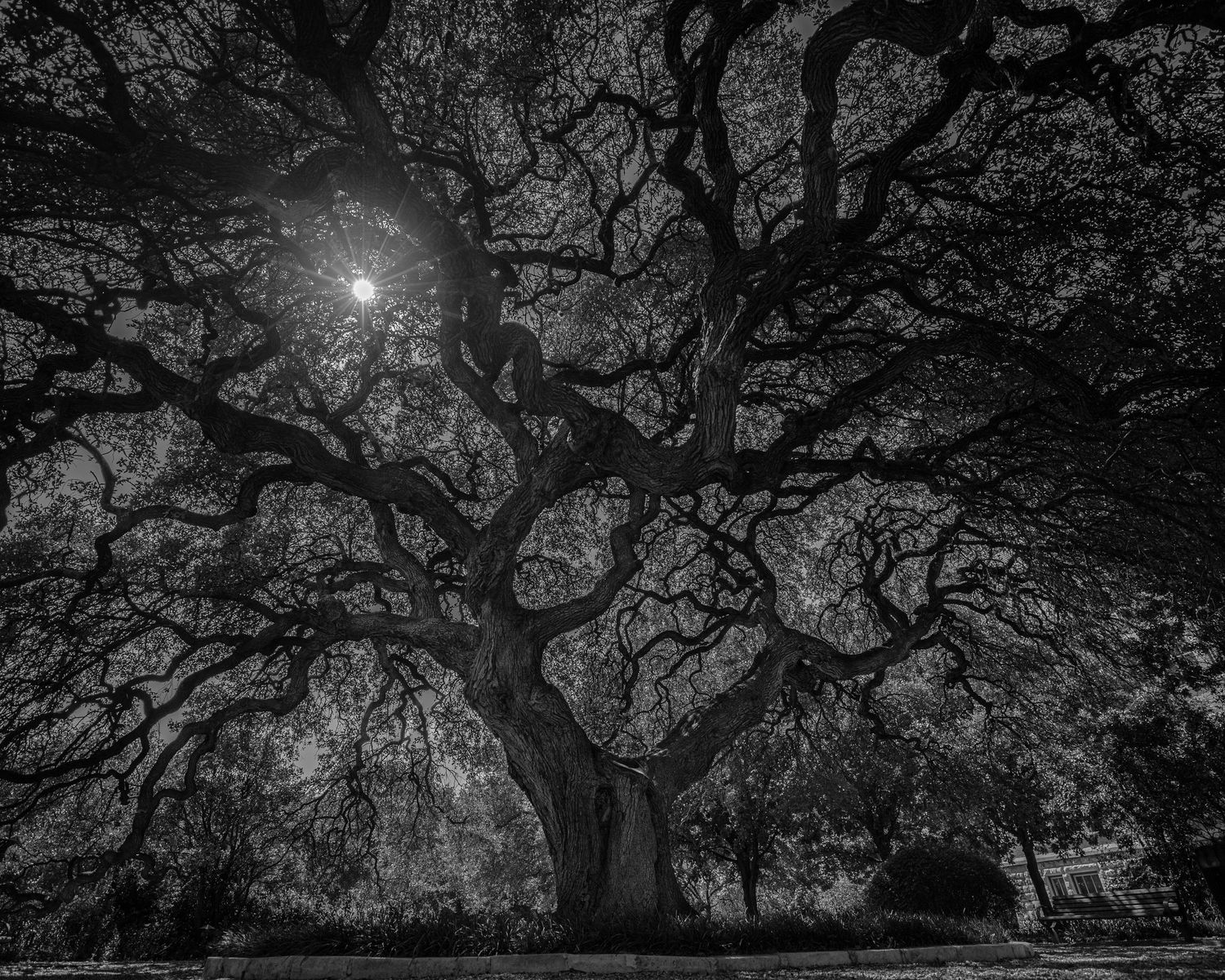 Sunlight pierces through the twisted branches of a majestic oak tree in dramatic black and white photography.