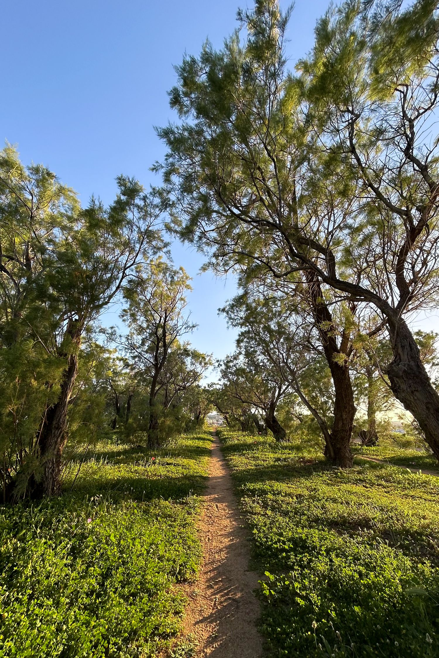 Sunlit dirt path winding through grove of tamarisk trees with green undergrowth under clear blue sky.