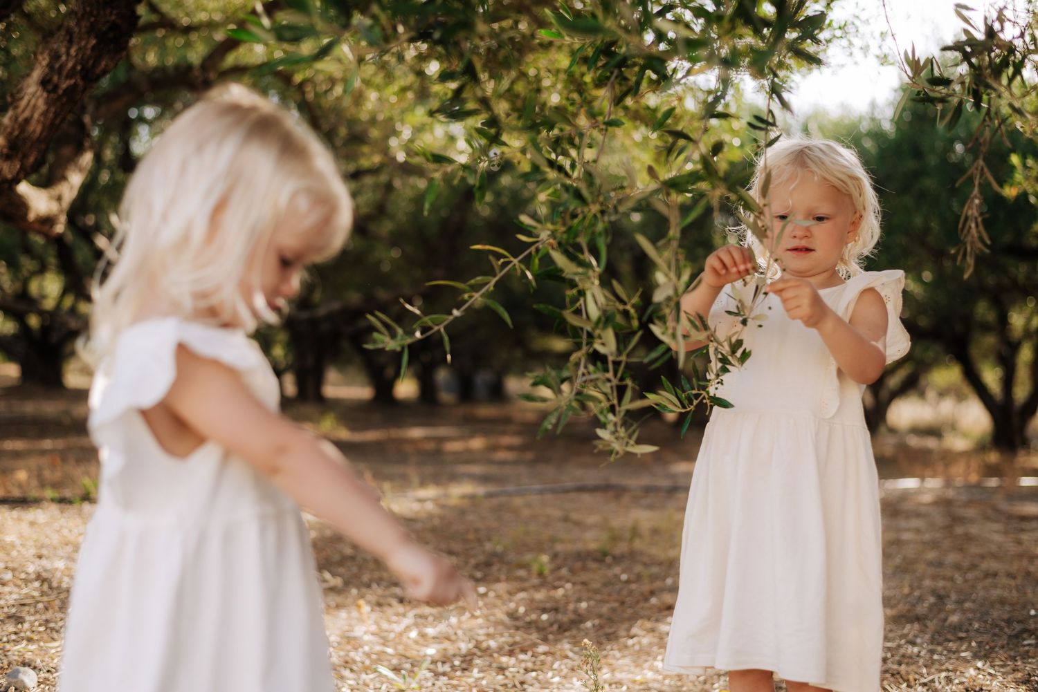 Two toddler girls in white dresses playing with olive tree branches outdoors.