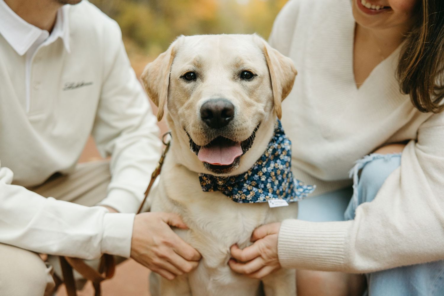 A happy Labrador retriever wearing a bandana smiles while being petted by its owners.