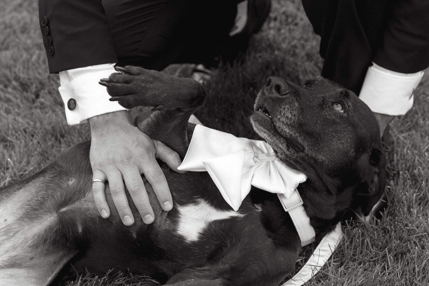Black and white close-up of a dog wearing a white bow tie being petted by a groom in a tuxedo outdoors.
