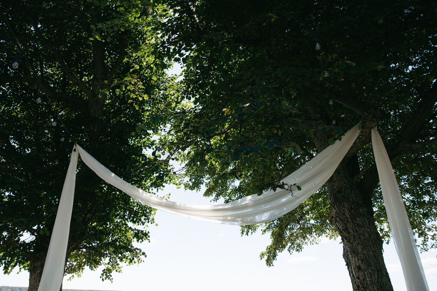 White fabric draped between trees creates an elegant outdoor wedding ceremony arch.