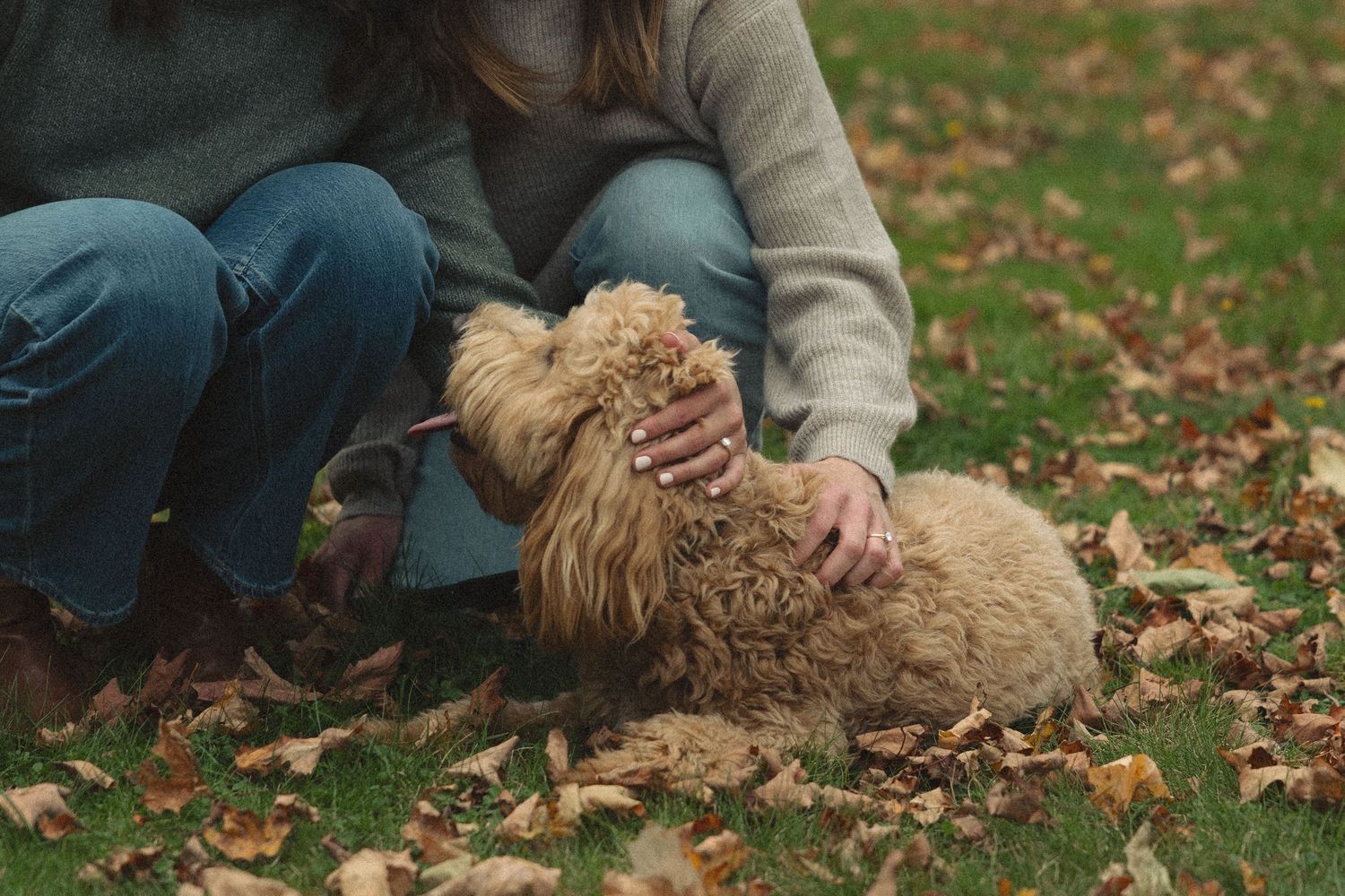 Person in jeans and a gray sweater sits on grass covered in fallen autumn leaves, gently petting a fluffy golden-brown dog.