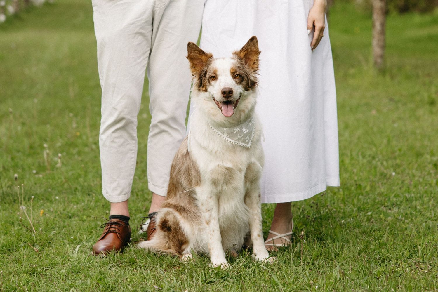 Two dogs sitting on green grass beside a couple in white outfits, with one brown and white Border Collie smiling.