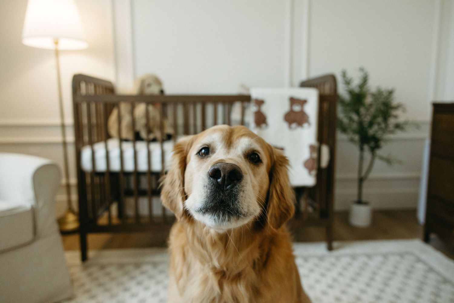 Close-up shots of golden retriever's face showing different playful expressions.
