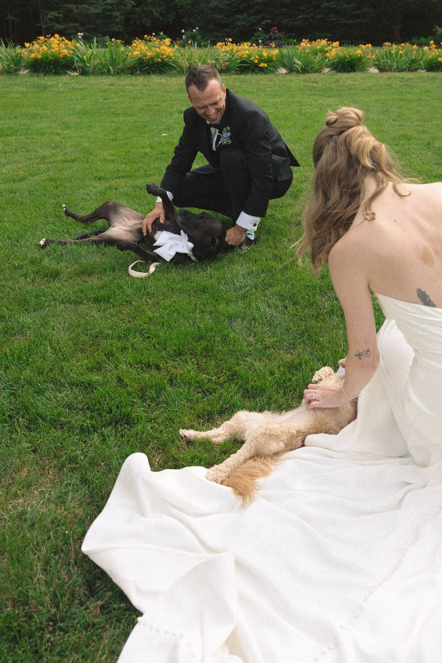 Bride and groom in wedding attire playing with two dogs on green grass at outdoor wedding.