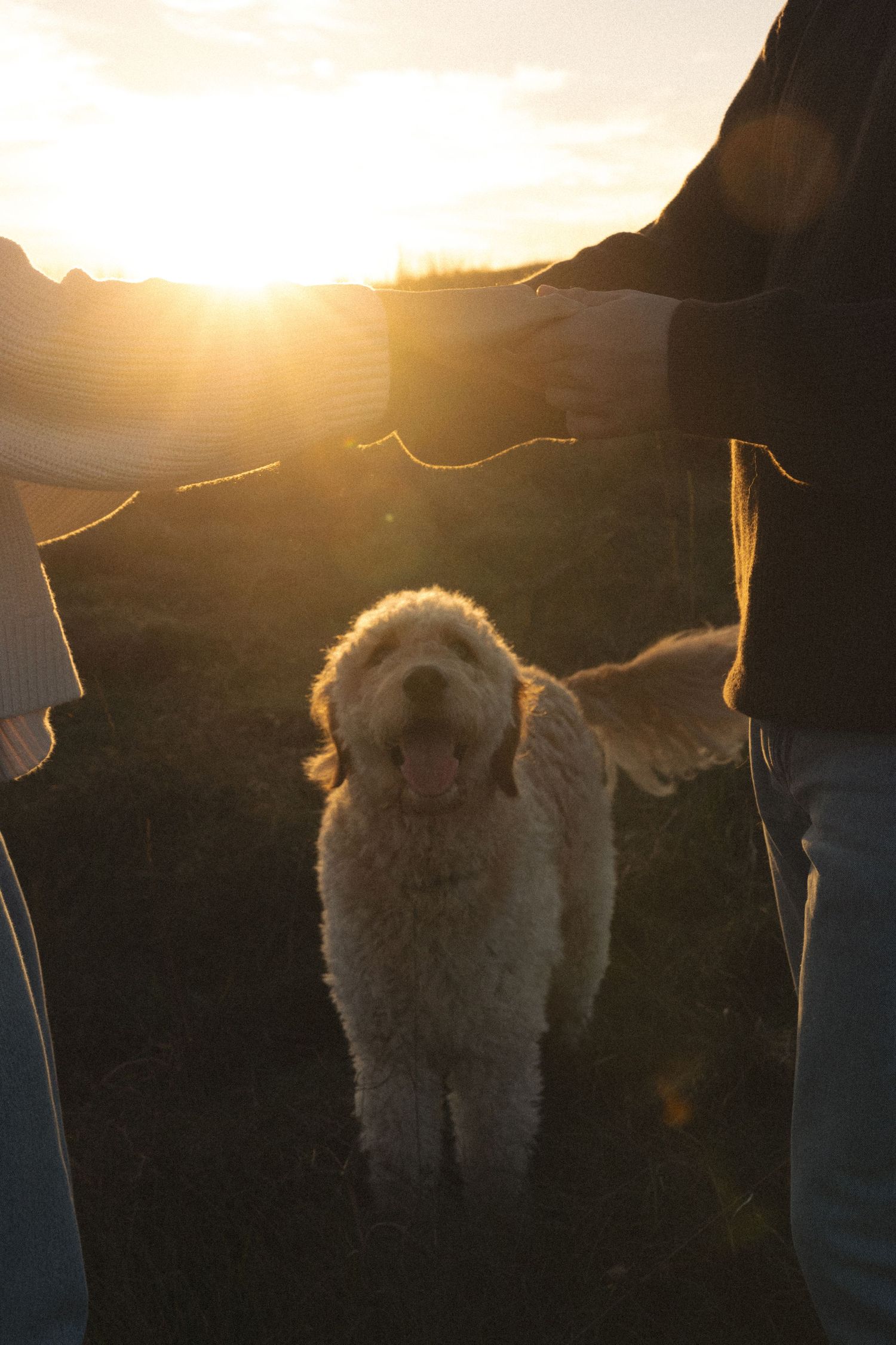 A fluffy cream dog stands with its tongue out in warm golden sunset light between two people holding hands.