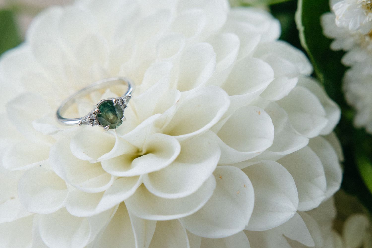 Close-up of a pristine white dahlia flower with delicate layered petals.