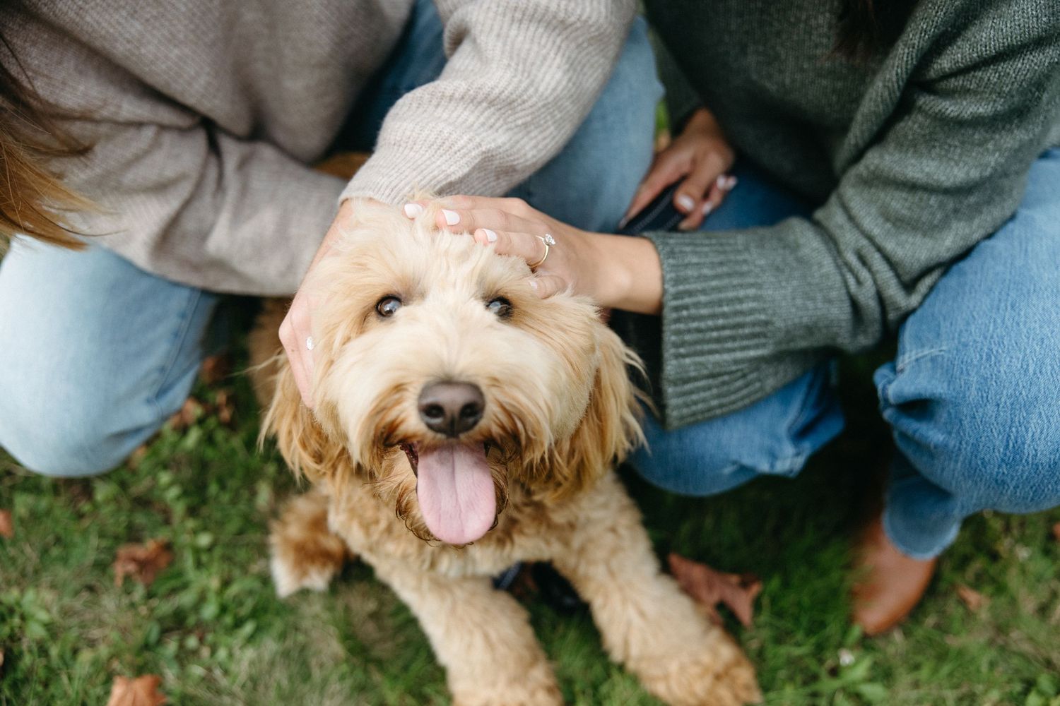 Fluffy golden doodle dog with tongue out sits on green grass while two people in sweaters gently pet its head.