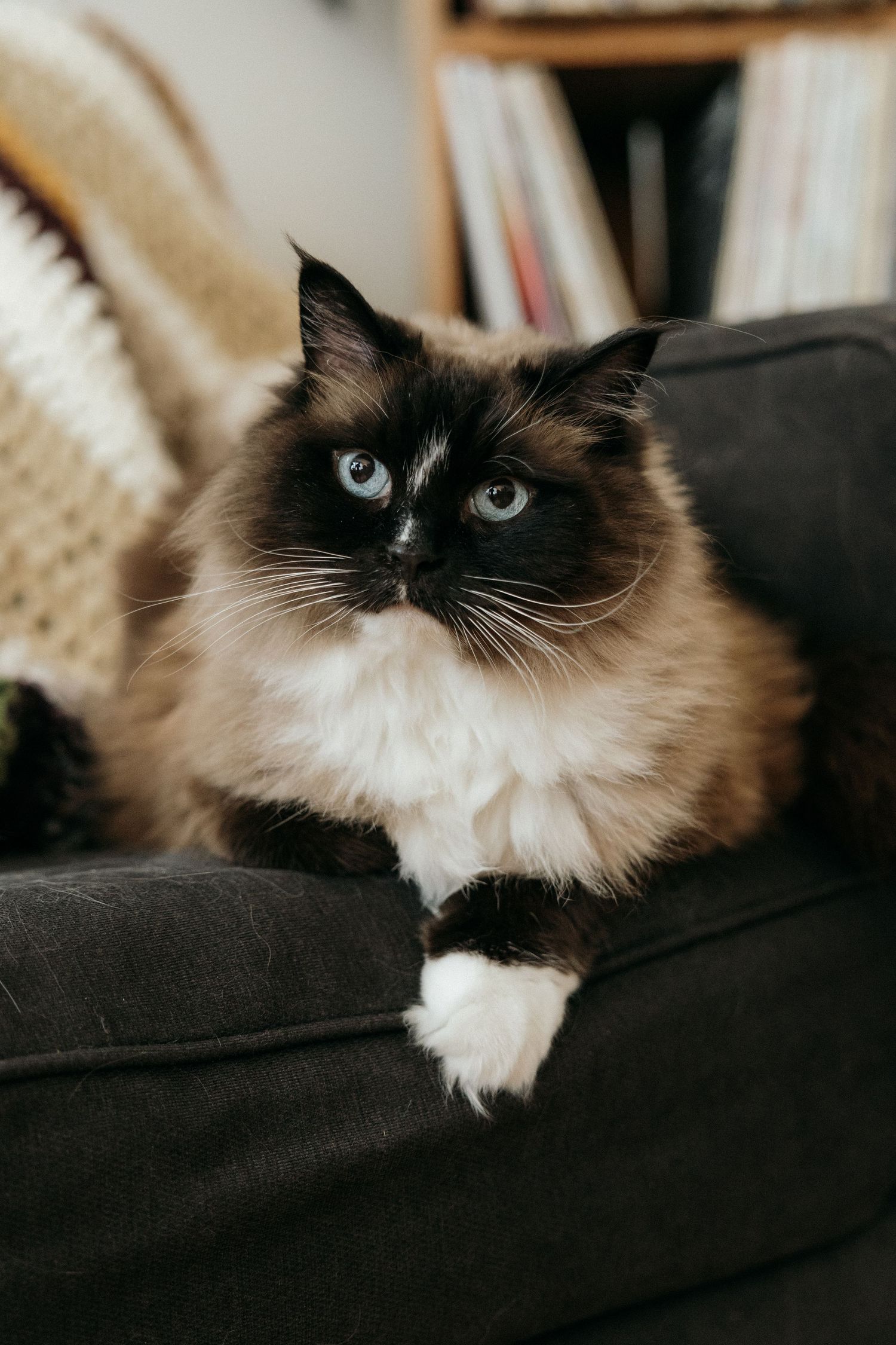 Seal point Ragdoll cat with striking blue eyes sitting on dark gray armchair indoors.