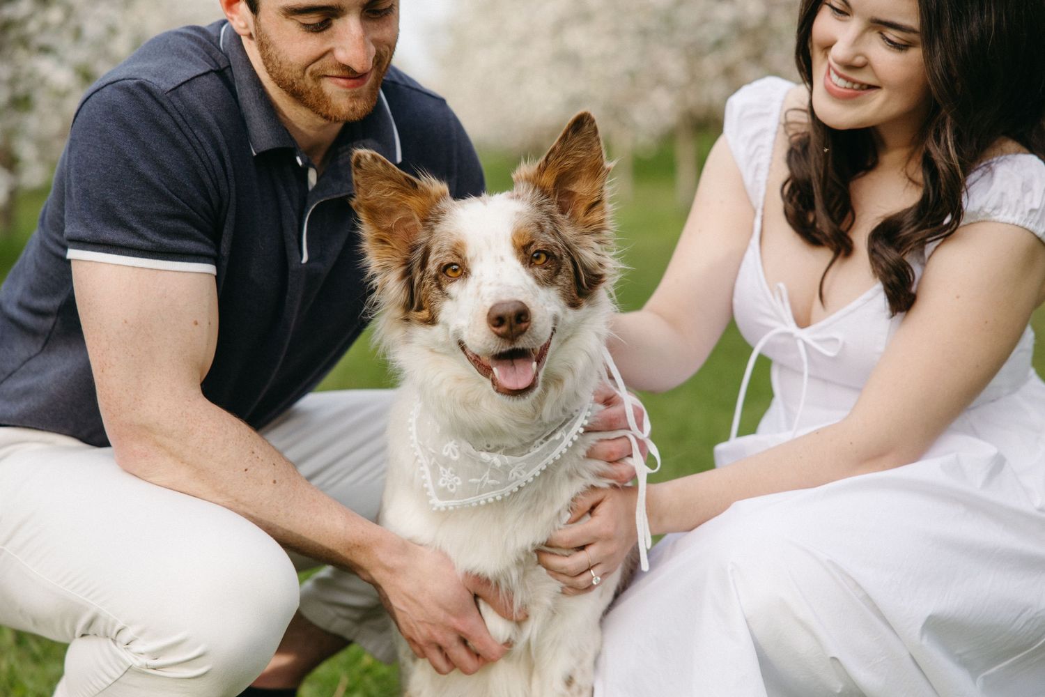 Couple crouching with their happy brown and white Border Collie dog in a blooming spring orchard.