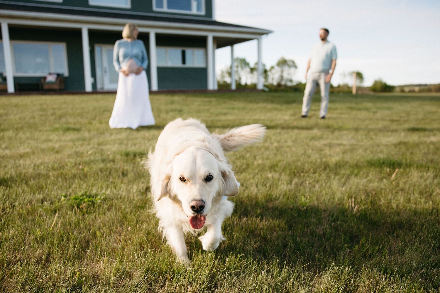 White golden retriever runs on green lawn with couple standing near farmhouse in background.