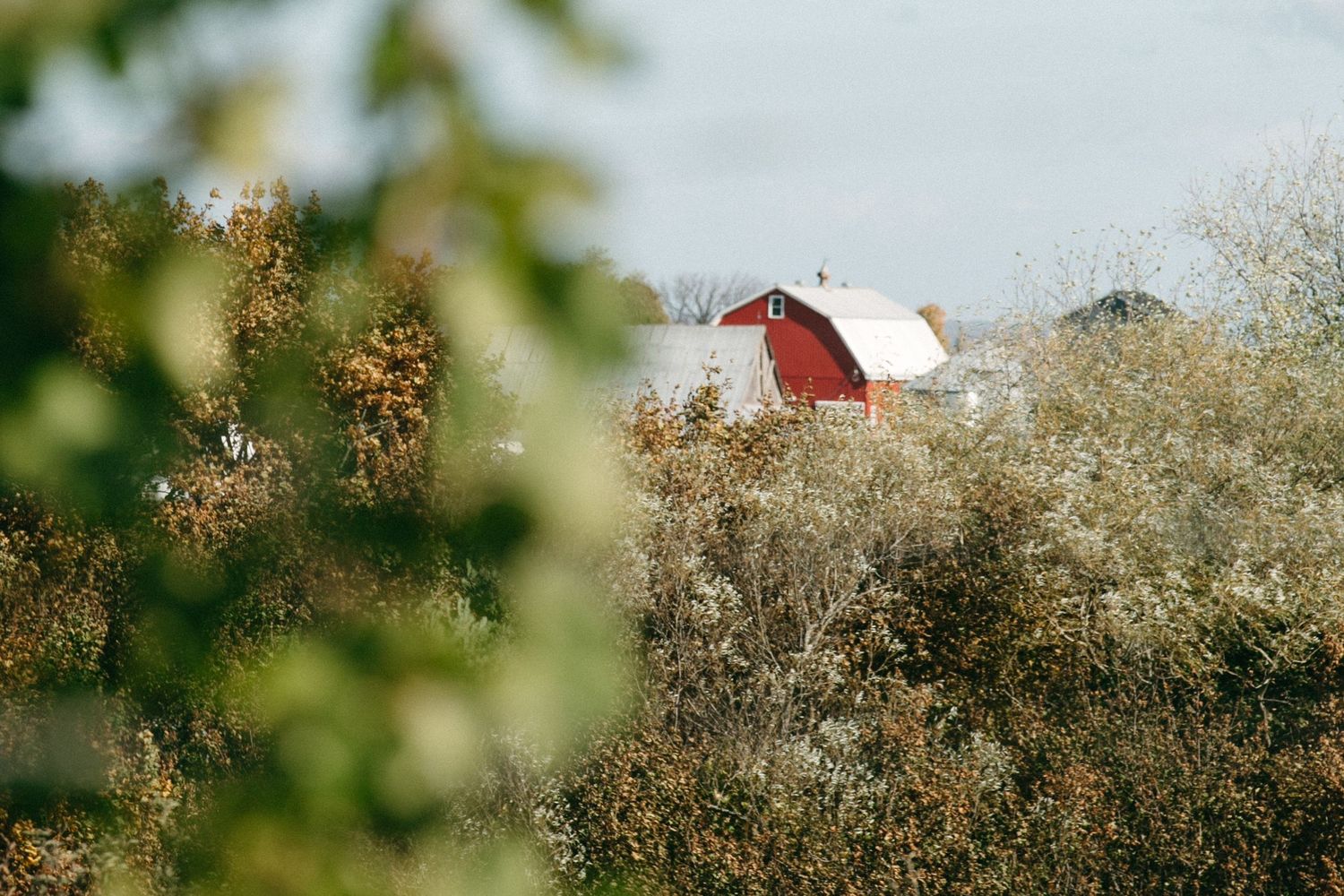 Red barn peeking through autumn foliage in countryside setting.