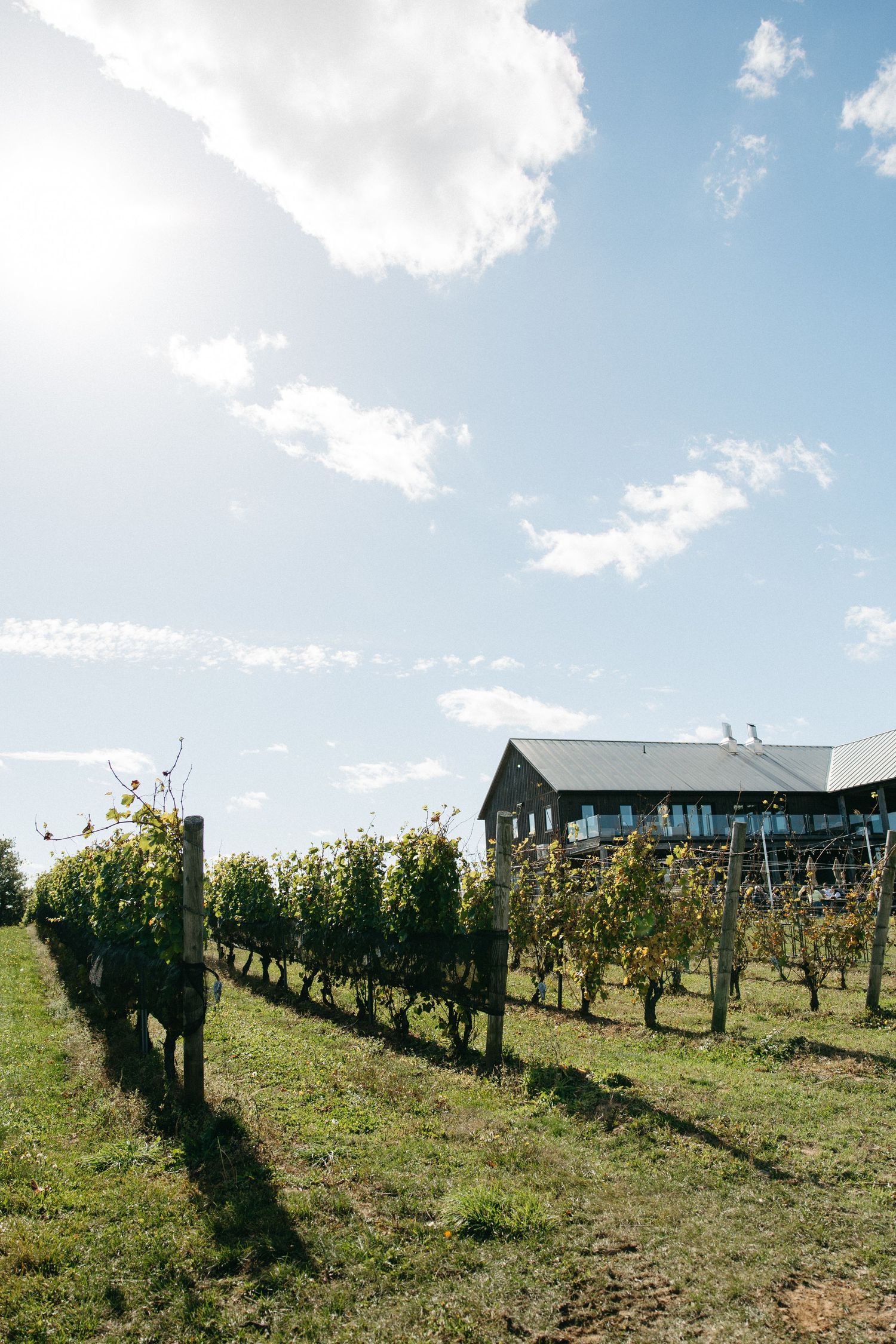 Vineyard rows leading to a modern building under bright blue sky with white clouds.