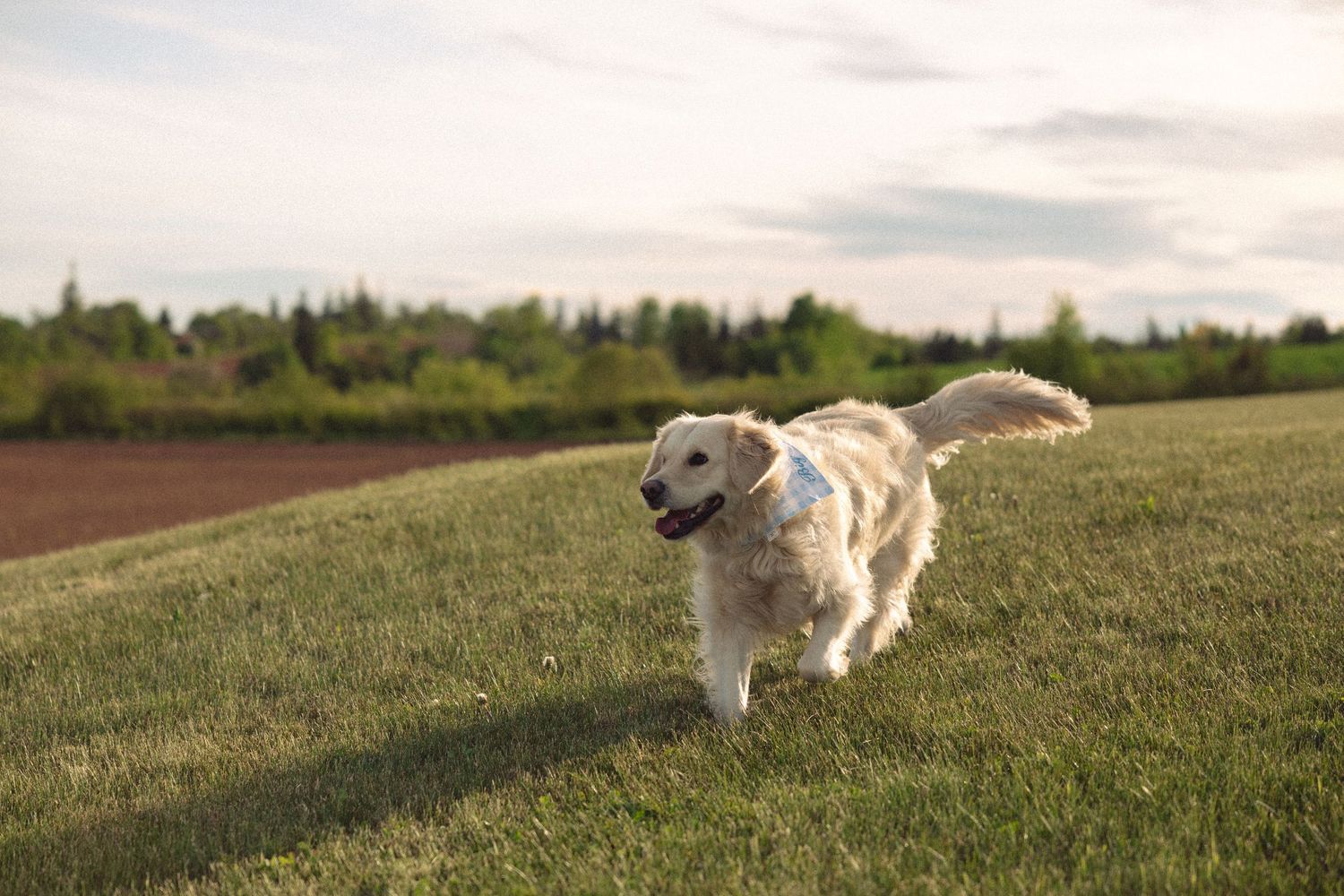 Happy golden retriever dog running freely on lush green grass field with trees in background.